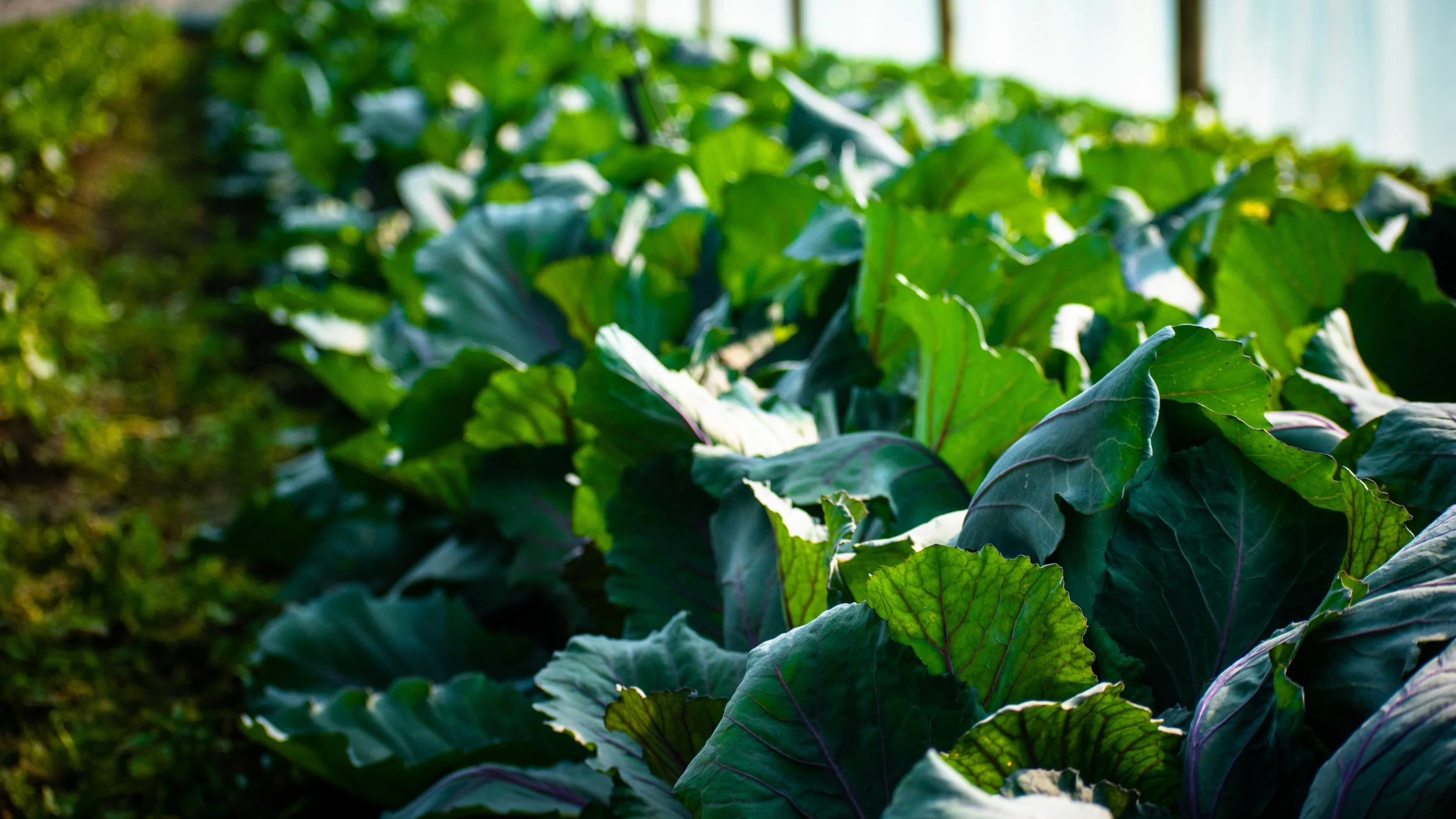 Green leafy plants outdoors with sunlight.