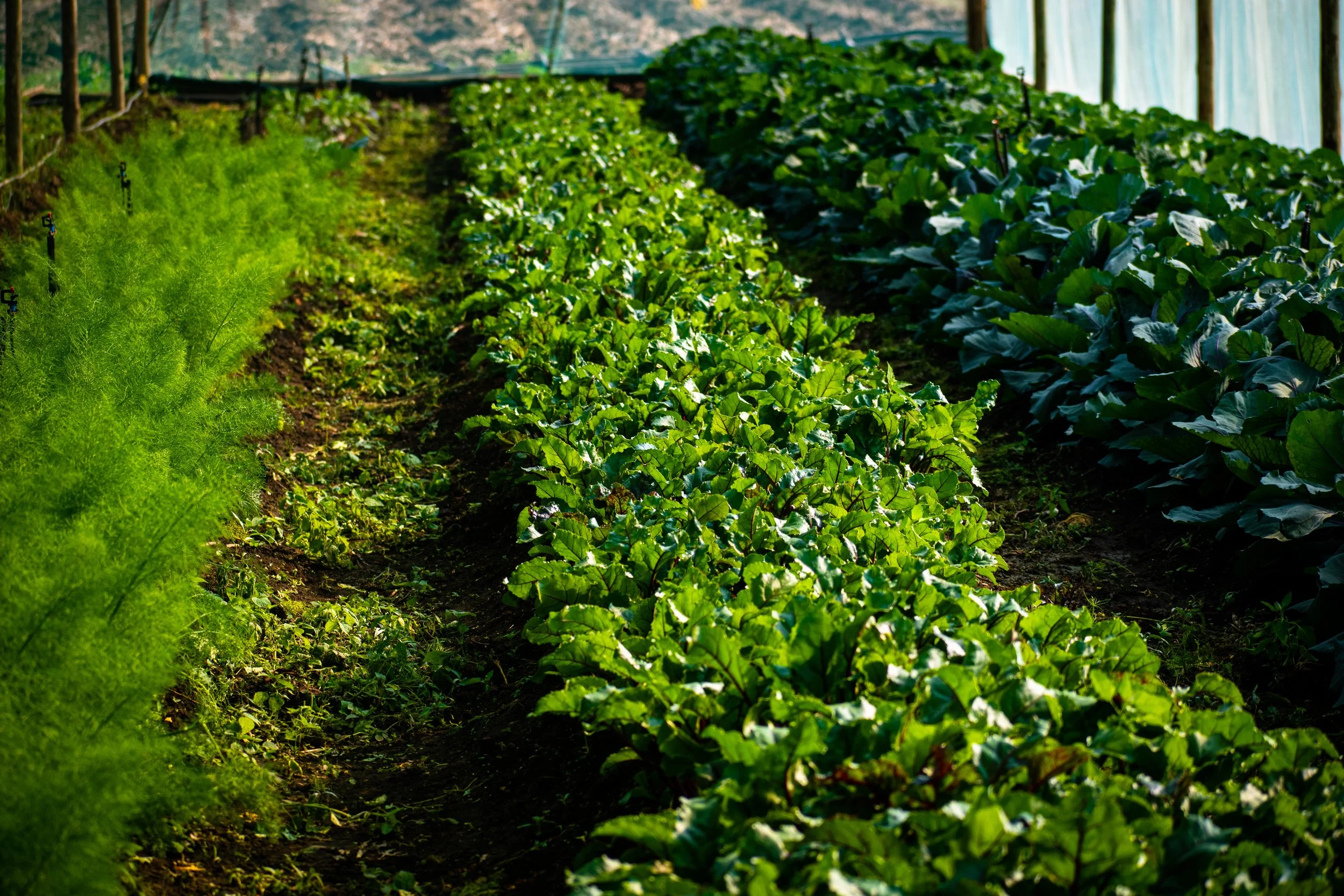 Rows of green leafy vegetables growing in a greenhouse with sunlight streaming in.
