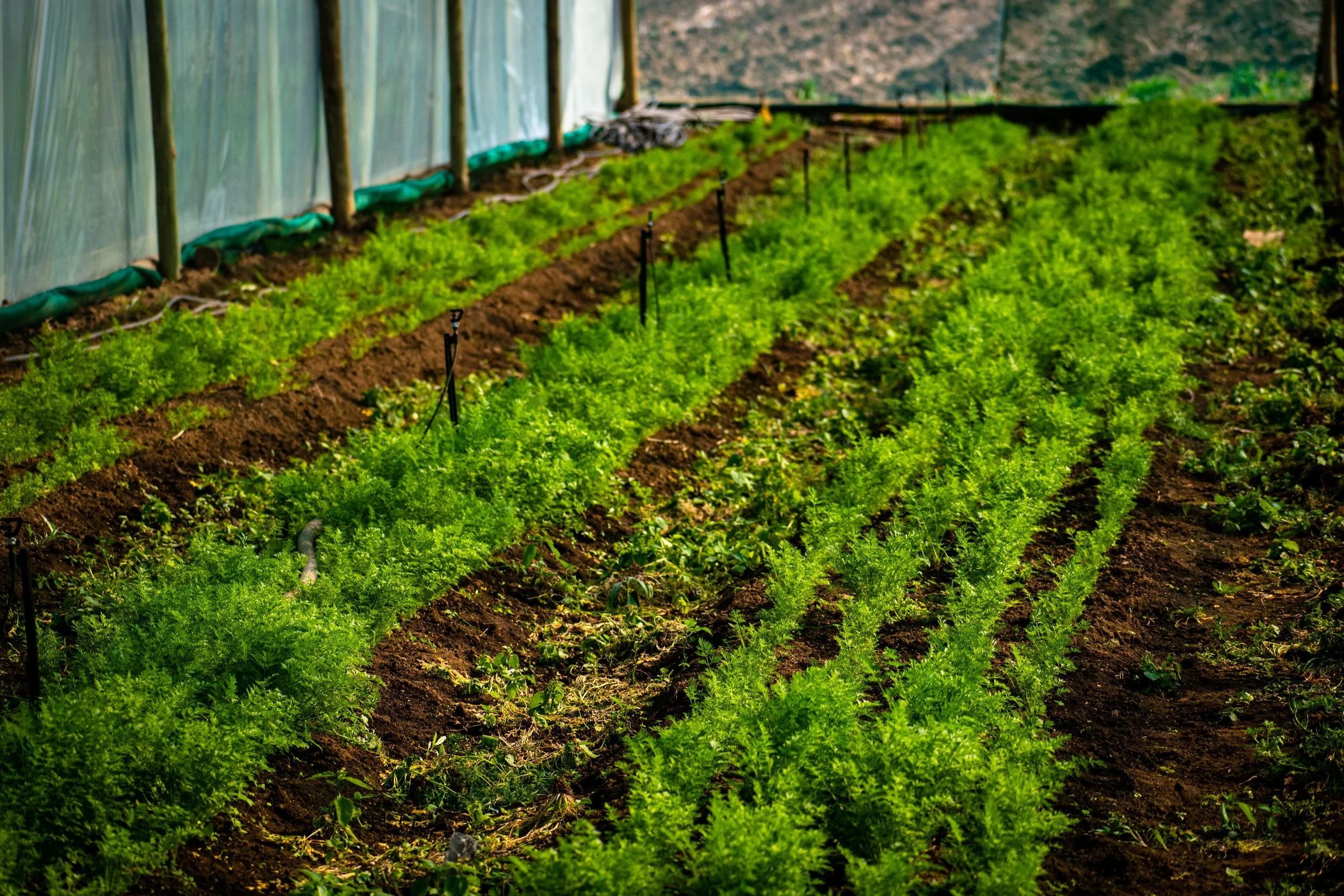 Rows of green leafy vegetables growing in a greenhouse with a plastic covering and irrigation system.