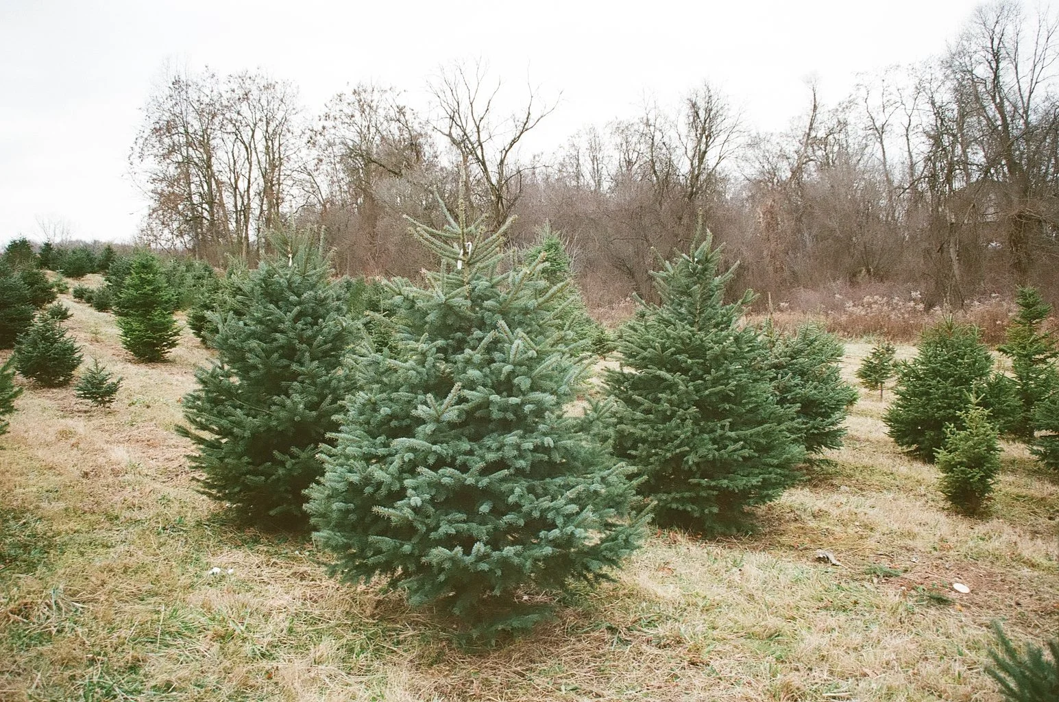Rows of Christmas trees at Treetop Acres