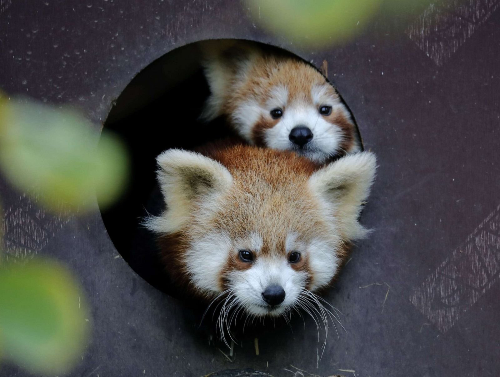 baby-red-panda-sh-ml-191114_sl_4x3_1600.jpg