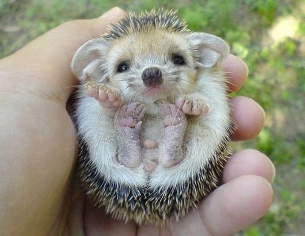 the-cutest-baby-animal-species-of-all-time-u-just-something.jpg