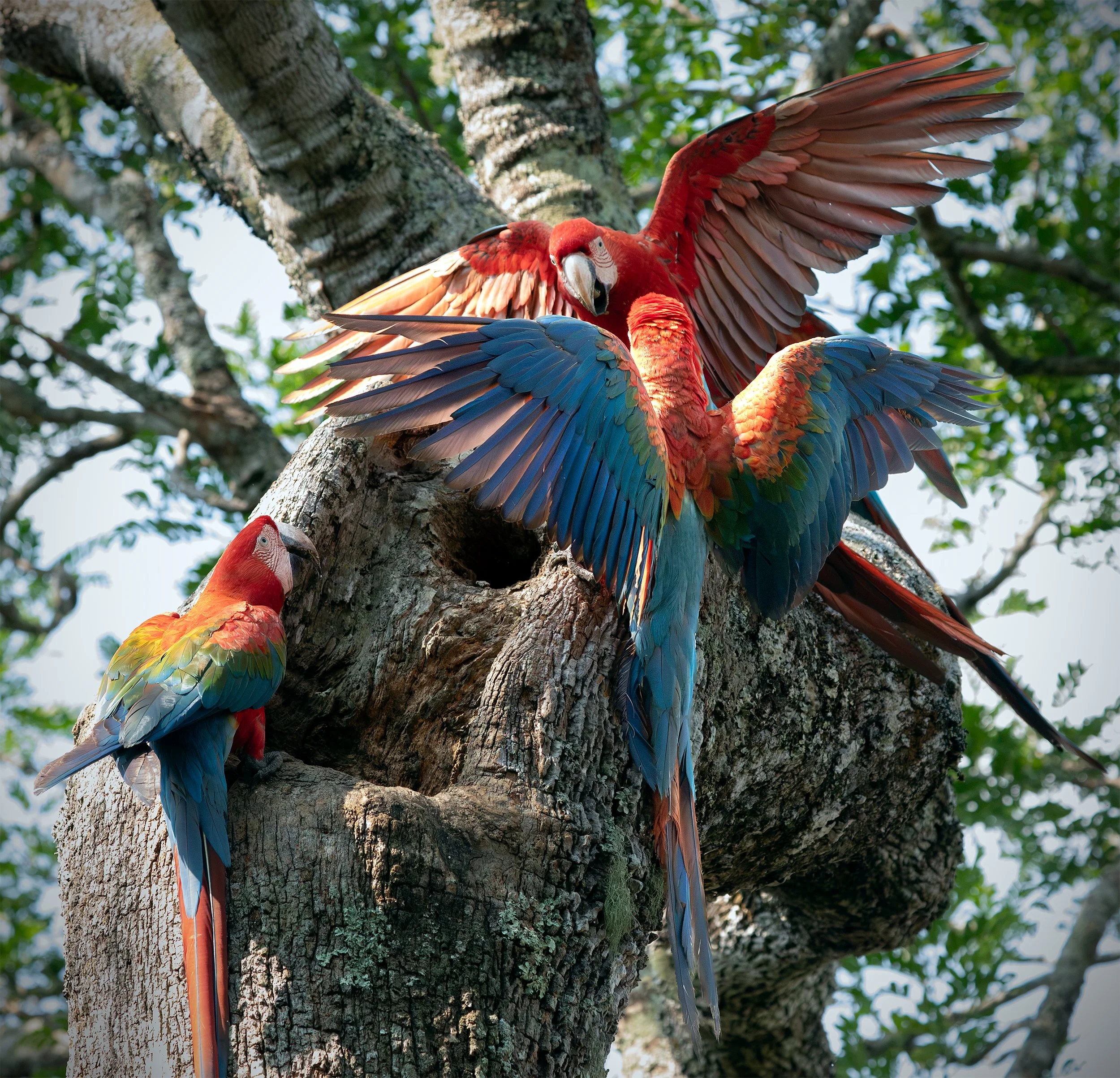 Three red-and-green macaws with wings spread around a tree hollow in Chapada dos Guimarães, Brazil.
