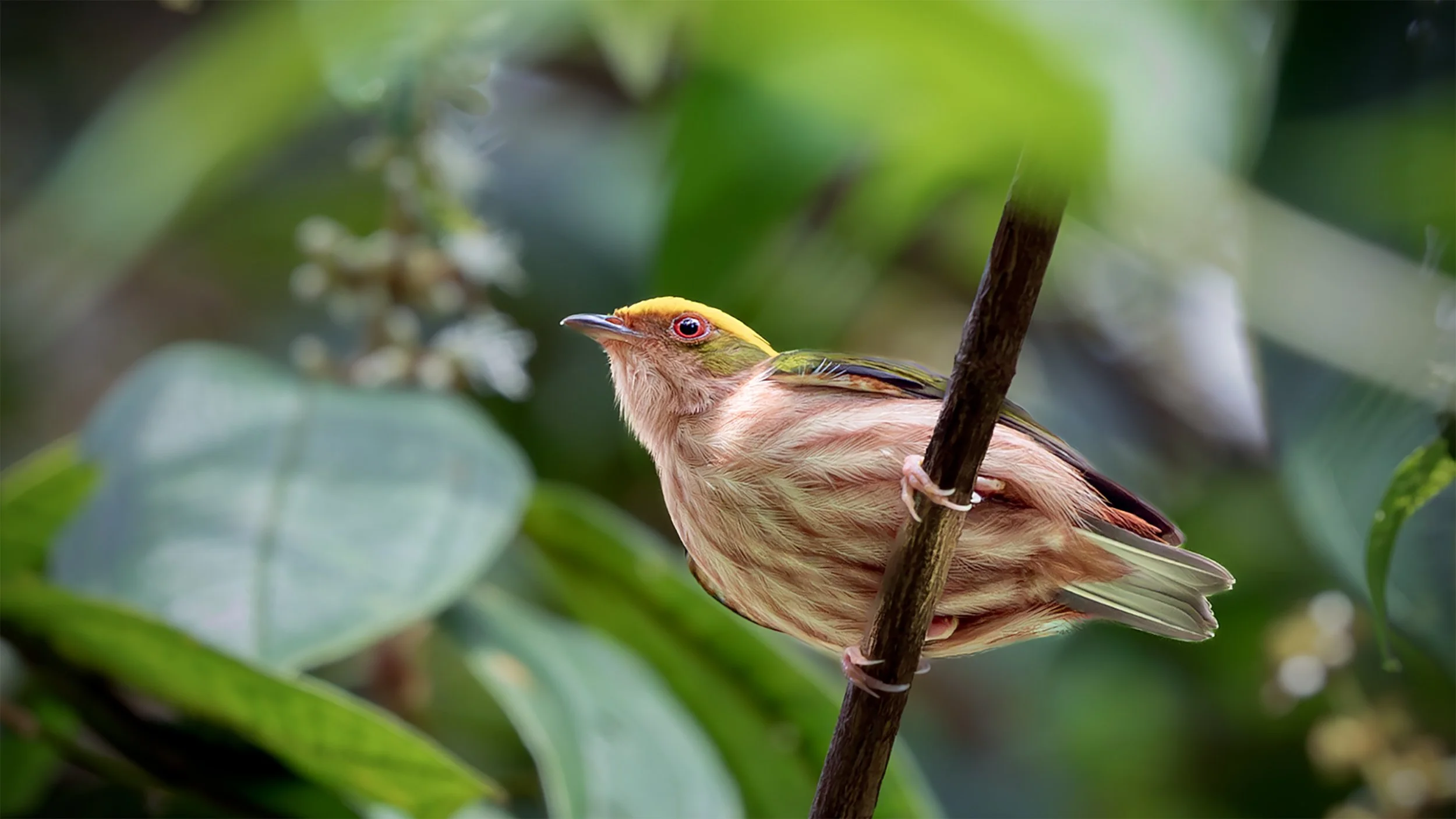 Fiery-capped Manakin (Machaeropterus pyrocephalus) perched among dense vegetation in the Brazilian Cerrado.