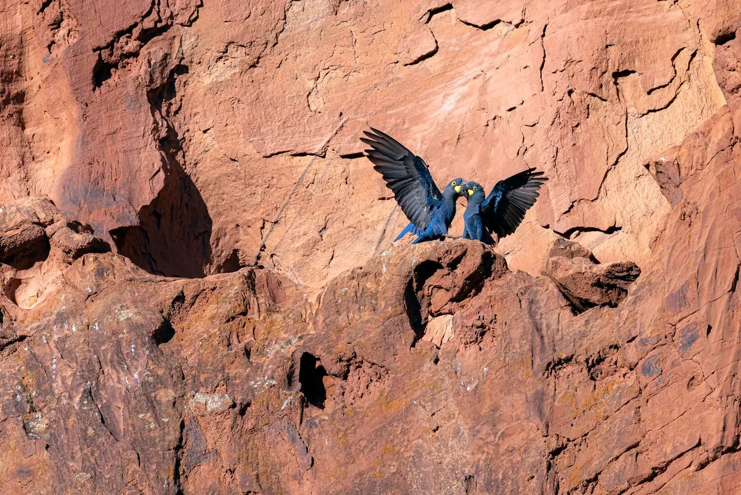 Lear's Macaw (Anodorhynchus leari) spreading its wings at a rocky cliff cavity in the Brazilian Caatinga near Canudos, Bahia.