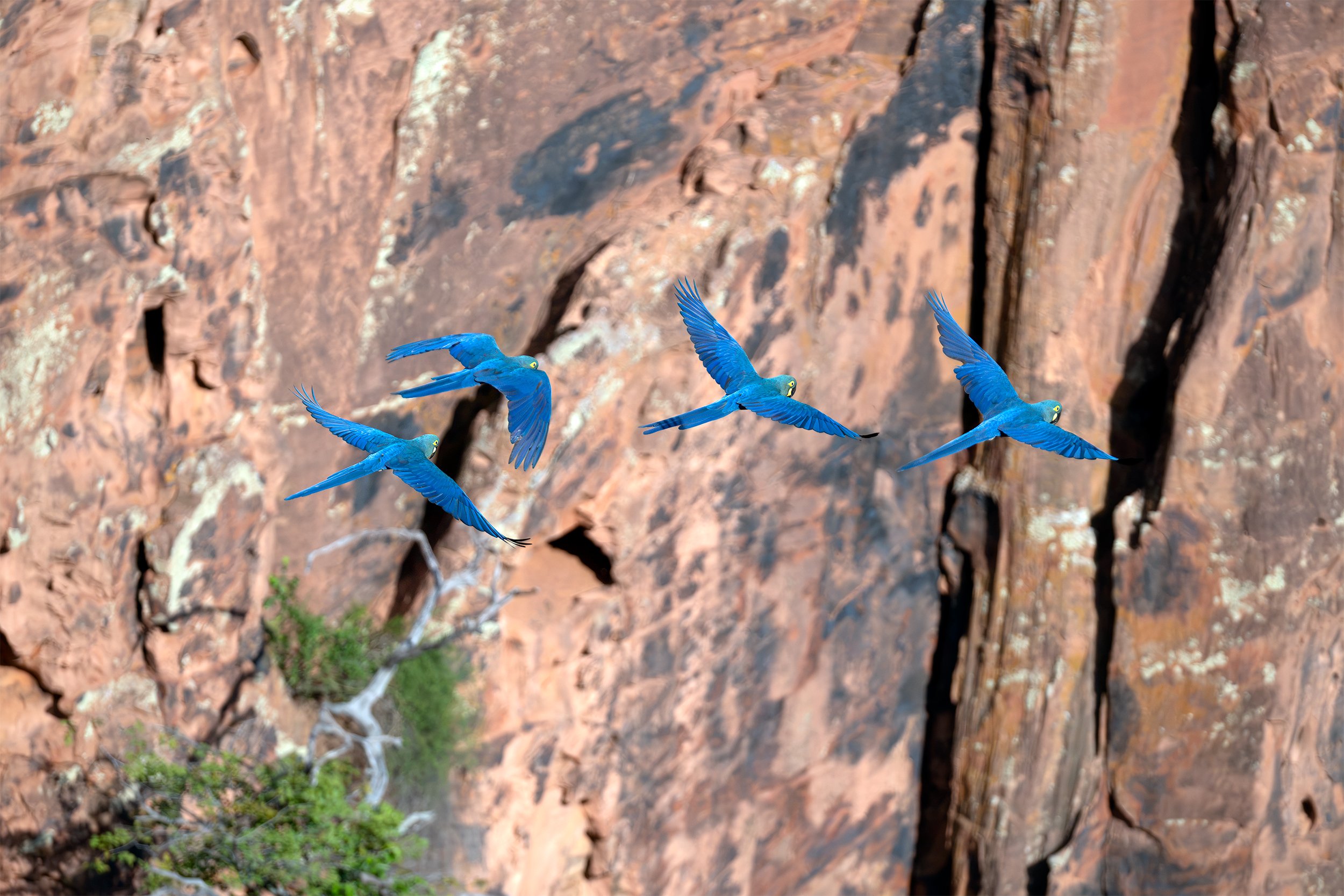 Four Lear's Macaws (Anodorhynchus leari) flying along the rocky cliffs of the Brazilian Caatinga near Canudos, Bahia.