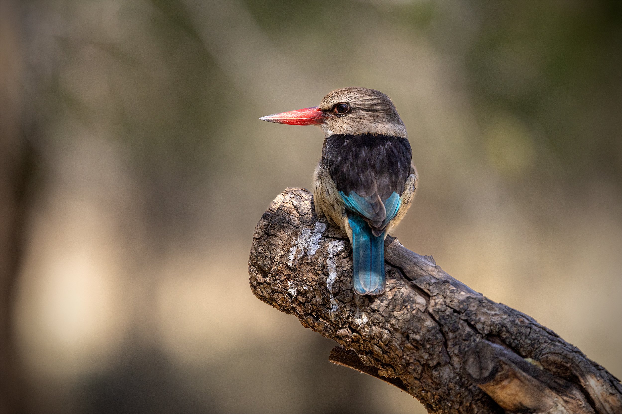 Brown-hooded Kingfisher (Halcyon albiventris) perched on a branch in its natural habitat in South Africa.