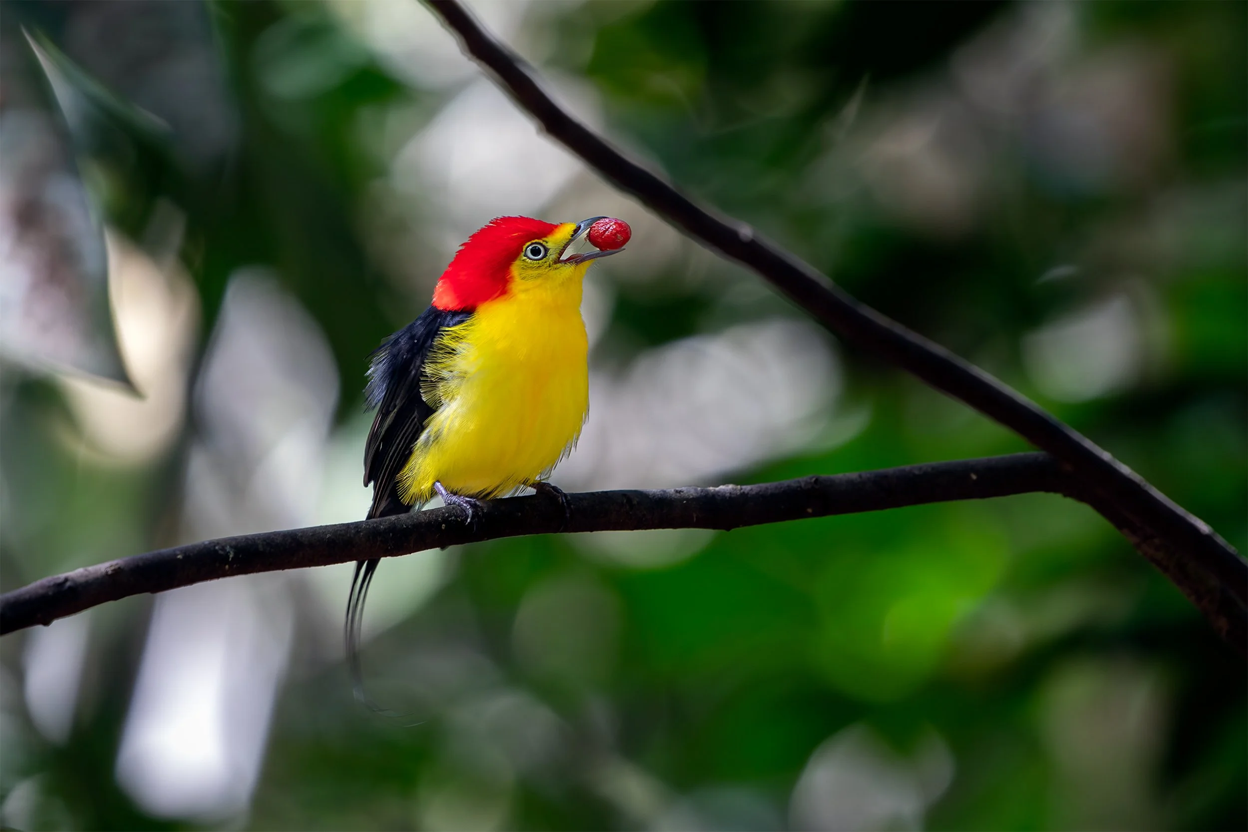 Male Wire-tailed Manakin (Pipra filicauda) perched in the understory of the Brazilian Amazon rainforest.