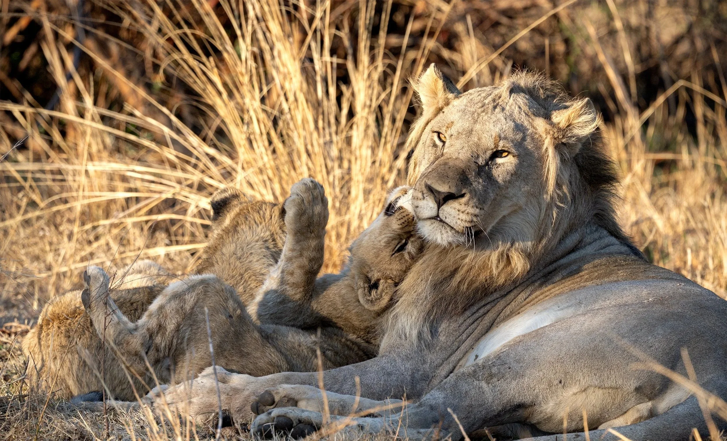 Lion cub lying between its father’s paws and playfully biting his cheek at first light in Pilanesberg, South Africa.