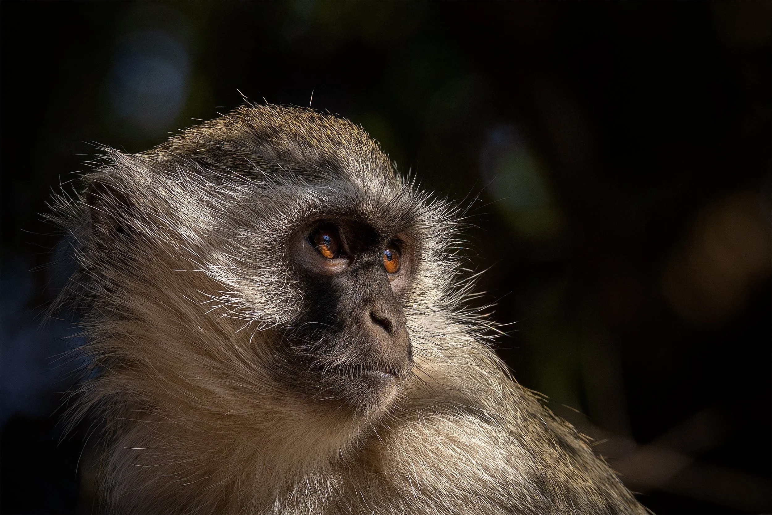 Vervet Monkey (Chlorocebus pygerythrus) photographed in its natural habitat in South Africa.