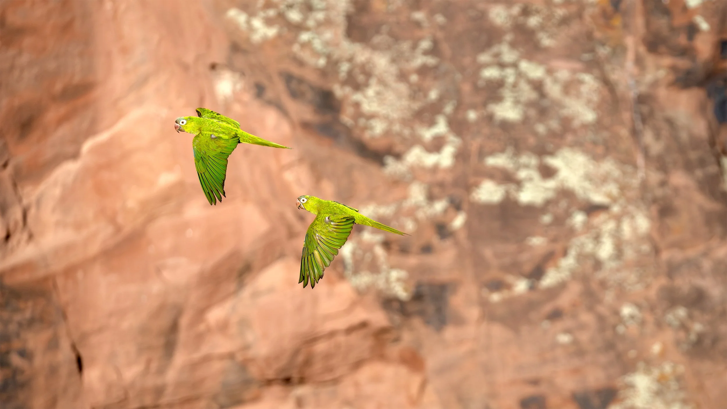 Two Blue-crowned Parakeets (Thectocercus acuticaudatus) flying past the rocky cliffs of the Brazilian Caatinga near Canudos, Bahia.