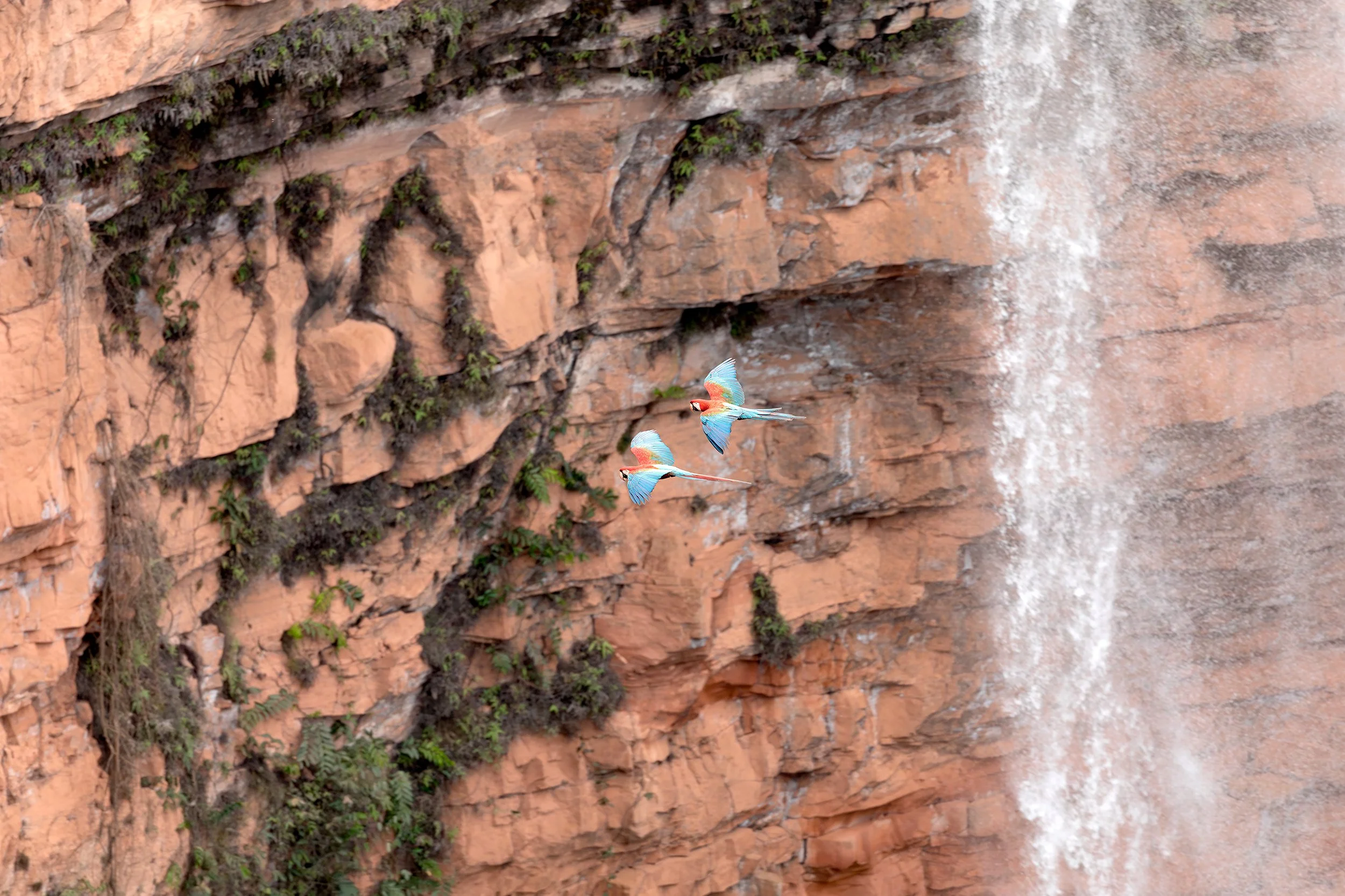 Red macaws flying past a rocky cliff and waterfall in the Brazilian Cerrado.