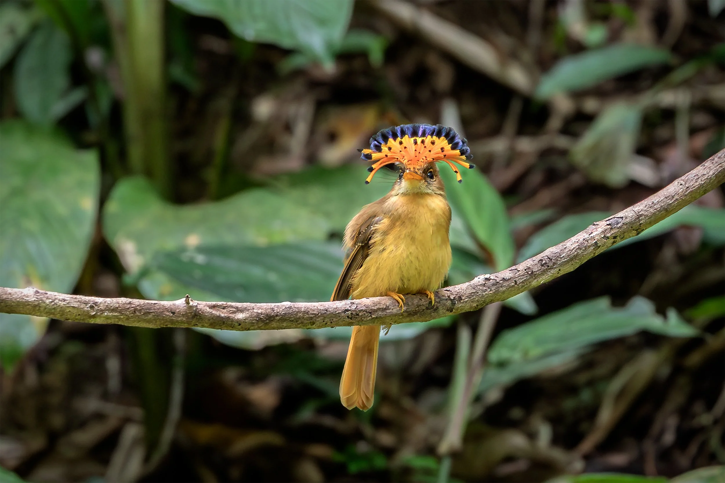 Atlantic Royal Flycatcher (Onychorhynchus swainsoni) displaying its distinctive colorful crest in the Brazilian Atlantic Forest.