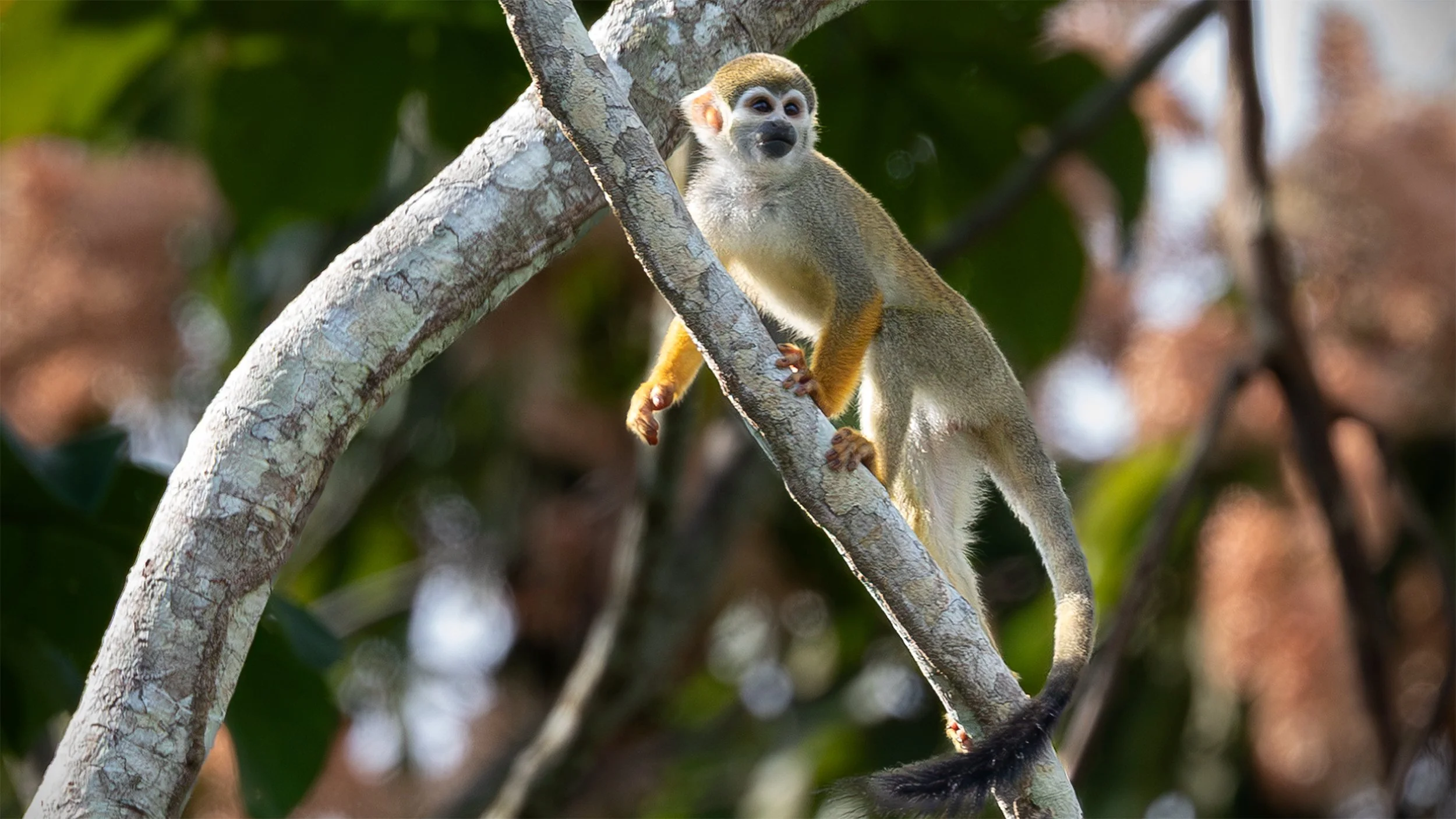 Squirrel monkey moving through the trees of the Brazilian Amazon rainforest.