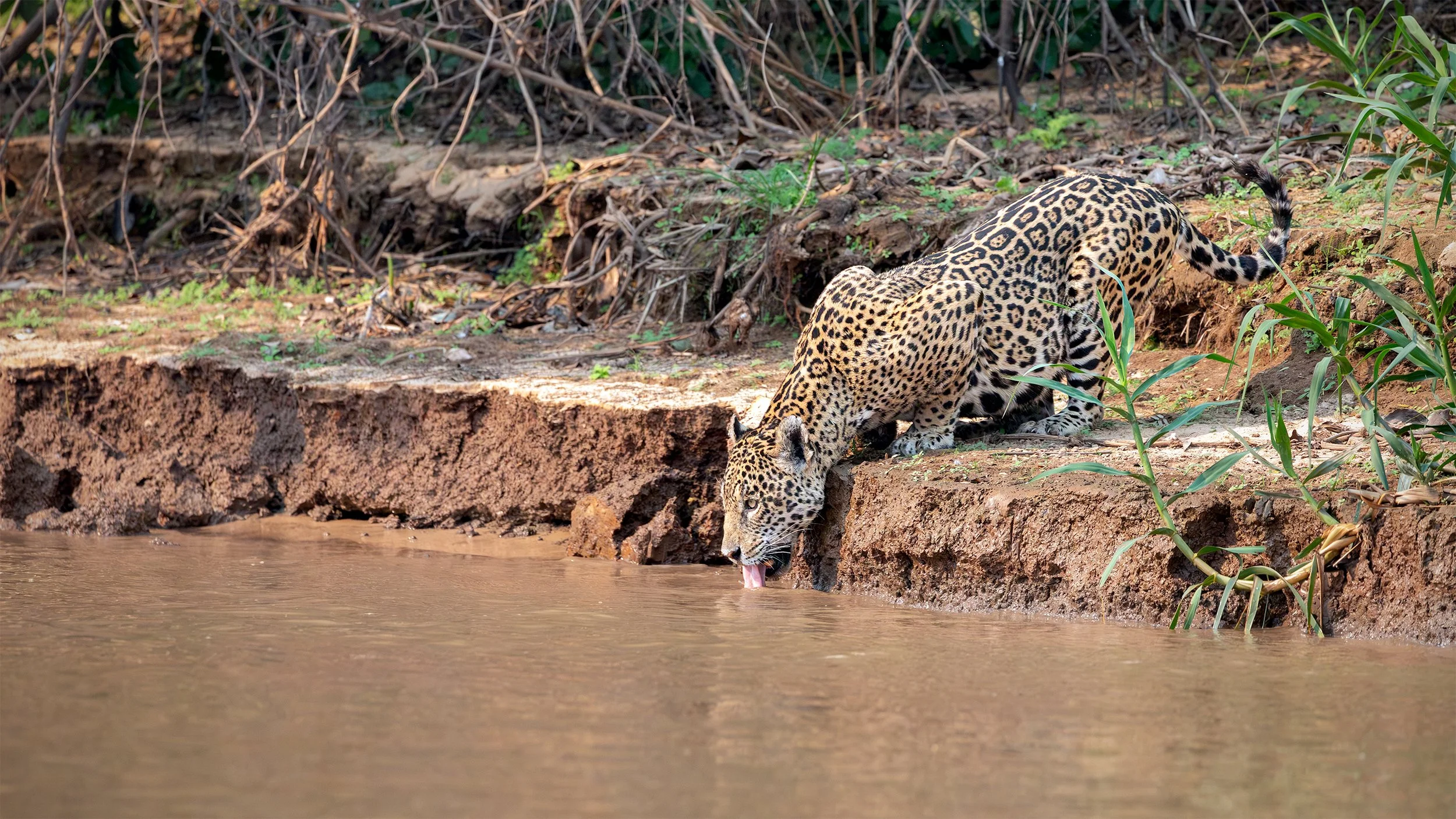 Jaguar (Panthera onca) drinking from a river along a forested bank in the Brazilian Pantanal.