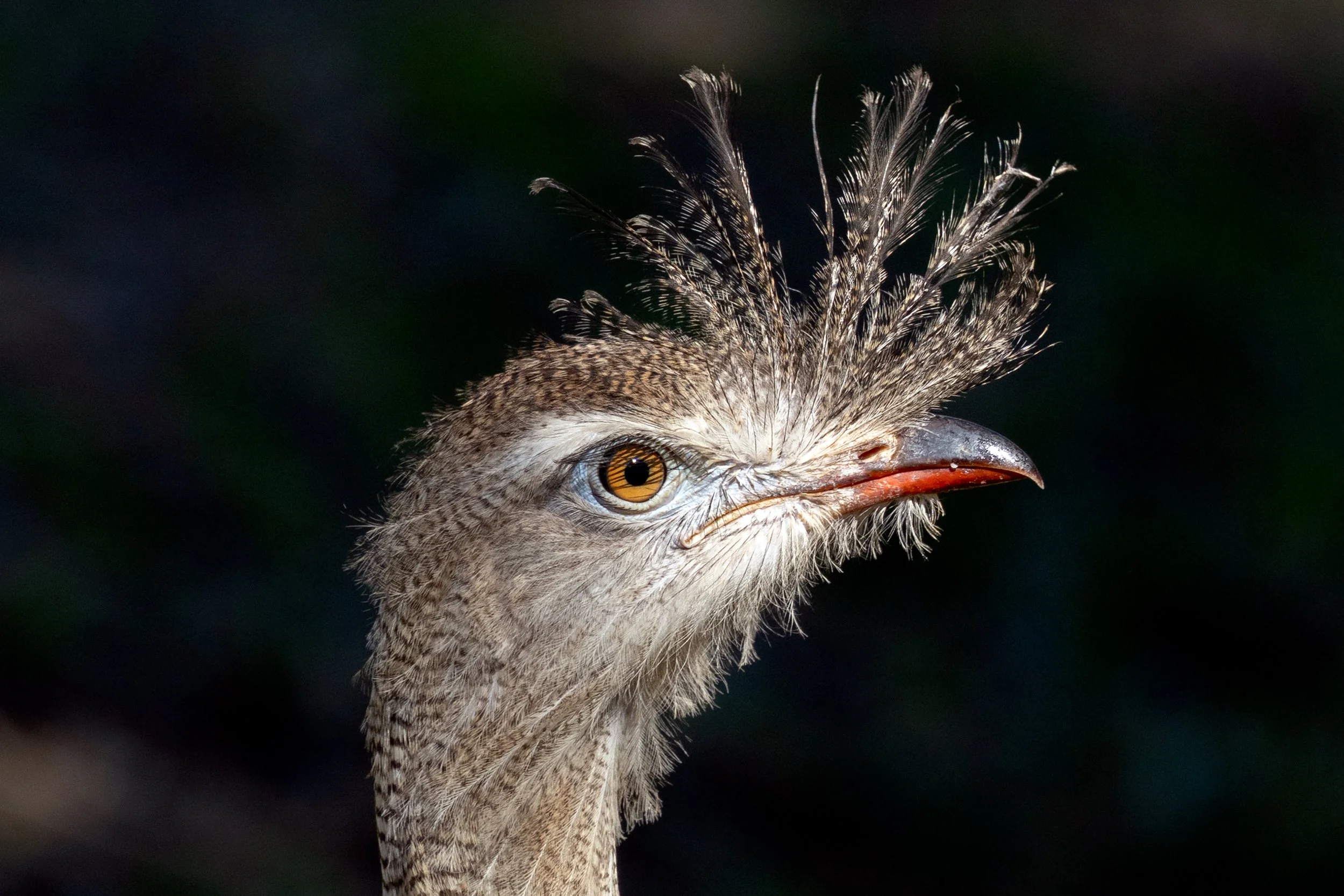 Red-legged Seriema photographed in the Brazilian Cerrado, a characteristic bird of the open savannas and grasslands of central Brazil.