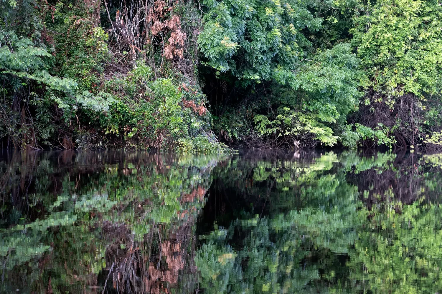 Flooded Amazon rainforest reflected in calm blackwater in Brazil.
