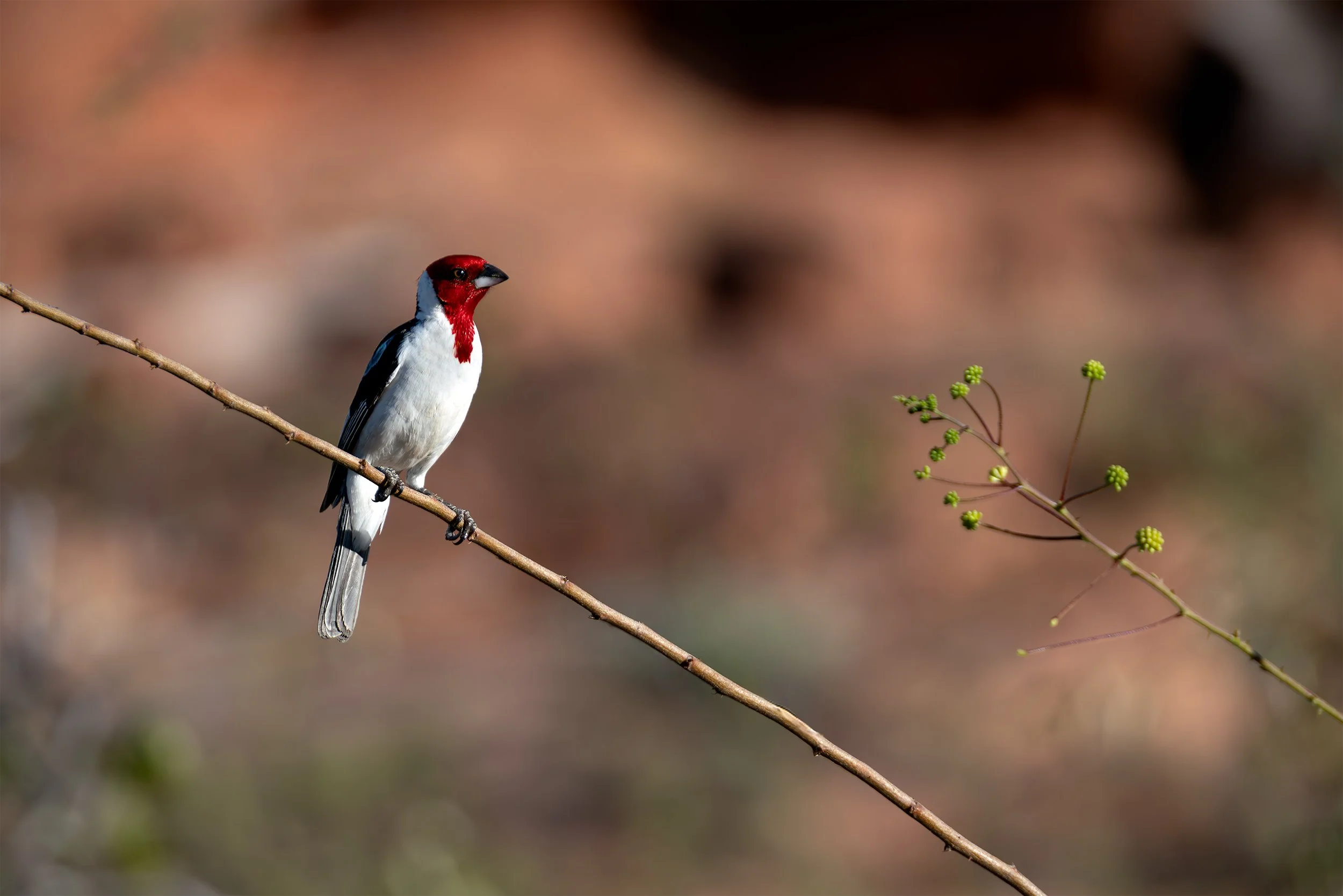 Red-cowled Cardinal (Paroaria dominicana) perched on a branch against the dry landscape of the Brazilian Caatinga near Canudos, Bahia.