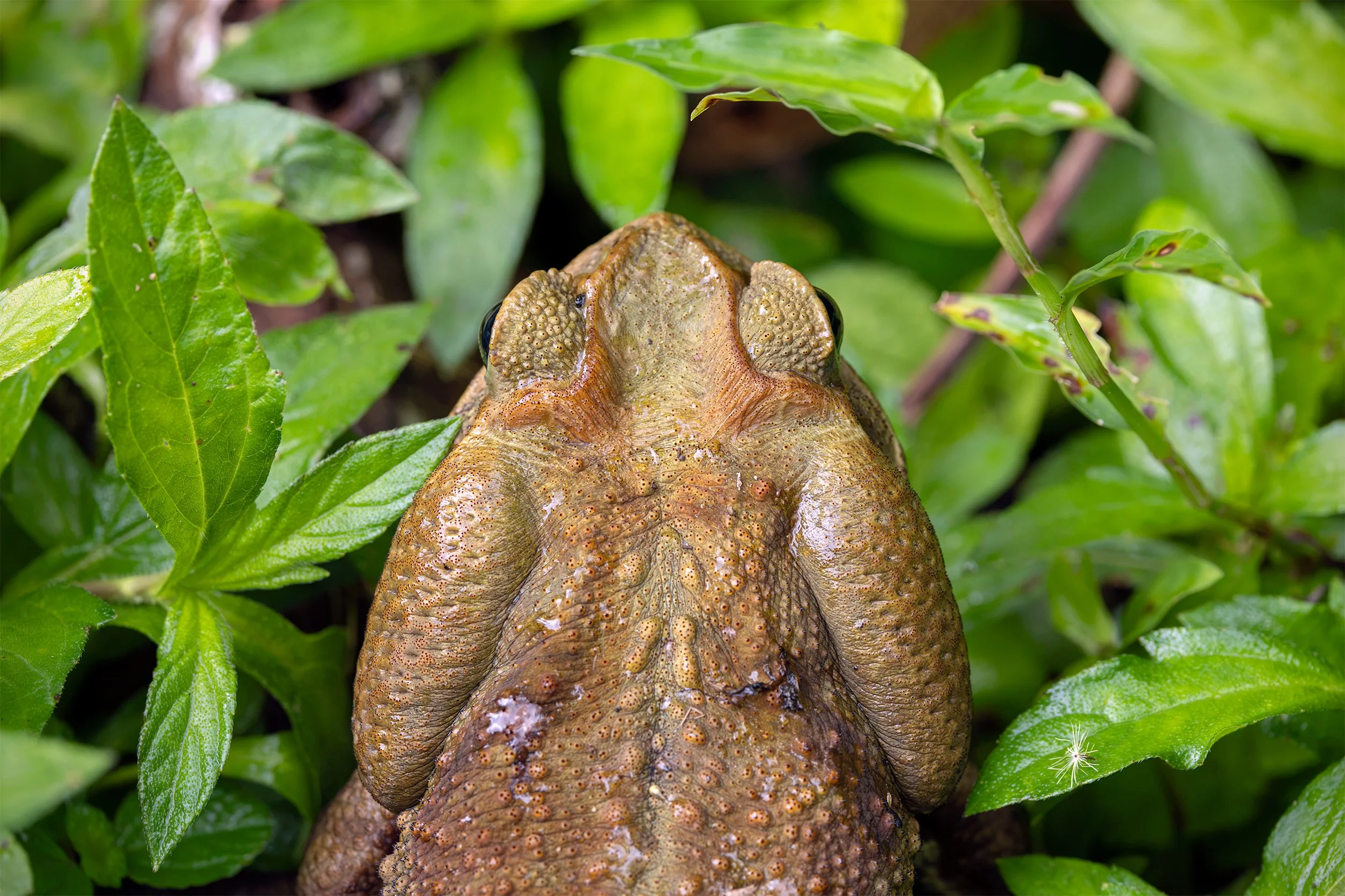 Cururu Toad (Rhinella icterica) surrounded by wet green vegetation on the forest floor of the Brazilian Atlantic Forest.