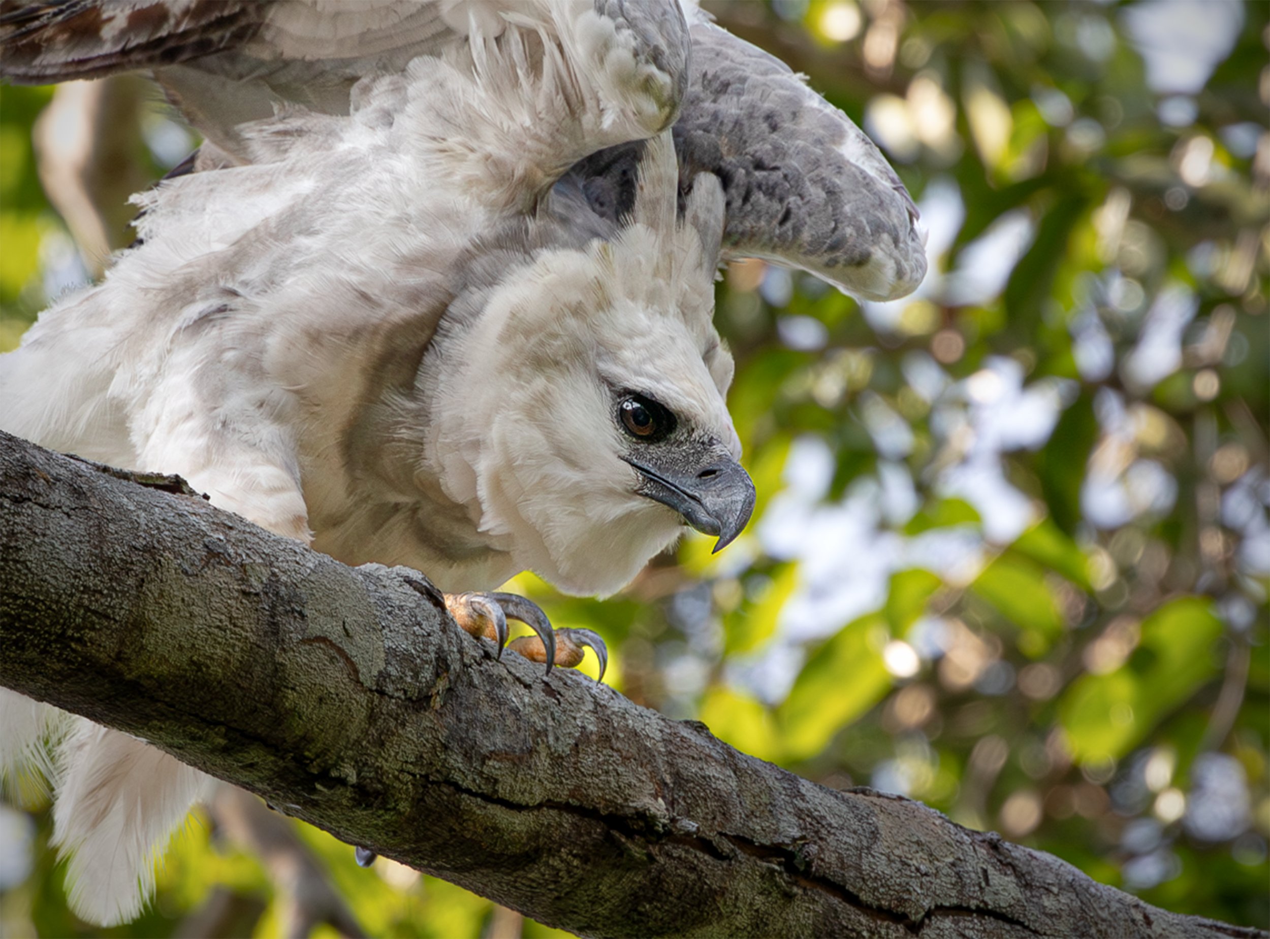 Young harpy eagle perched on a branch in the Amazon rainforest near Presidente Figueiredo, Brazil.
