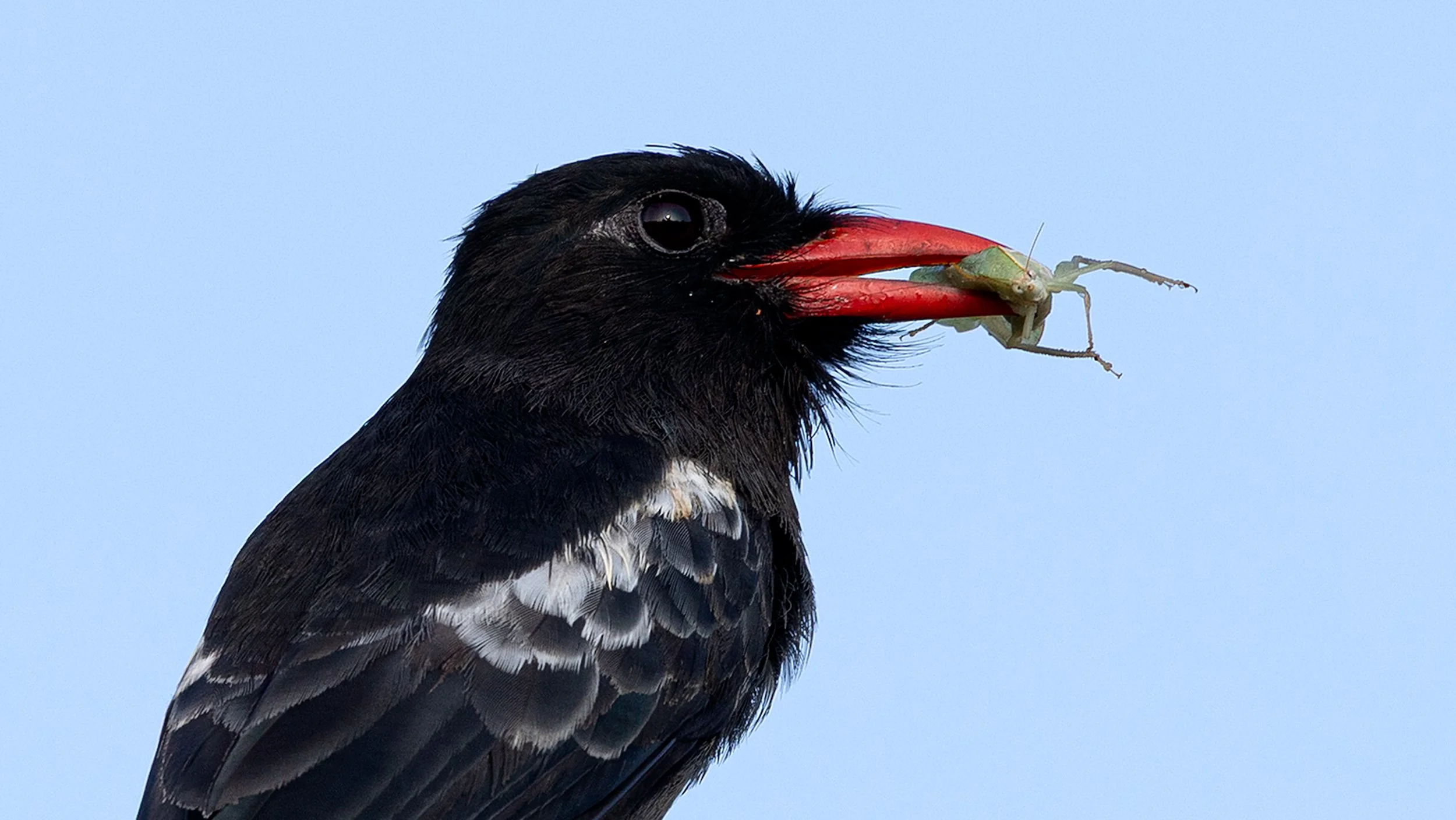 White-winged Nunbird (Monasa atra) holding captured prey in its red bill in the Brazilian Amazon rainforest.