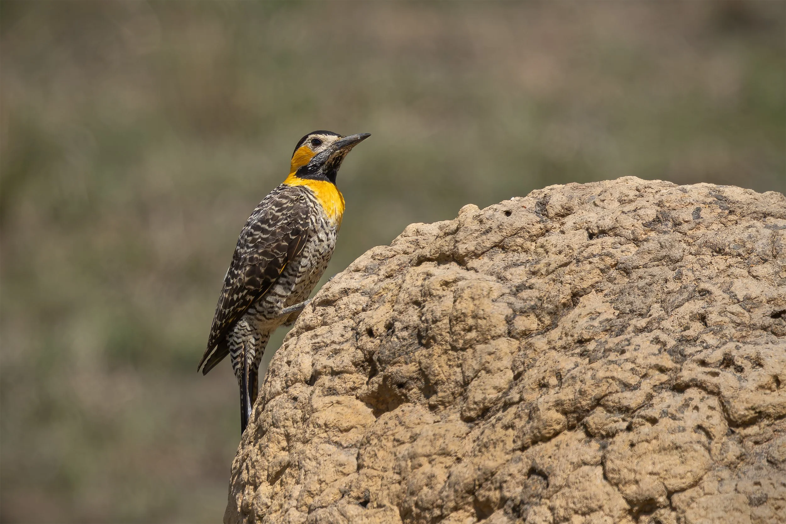 Campo Flicker (Colaptes campestris) perched on a large termite mound in the Brazilian Cerrado.