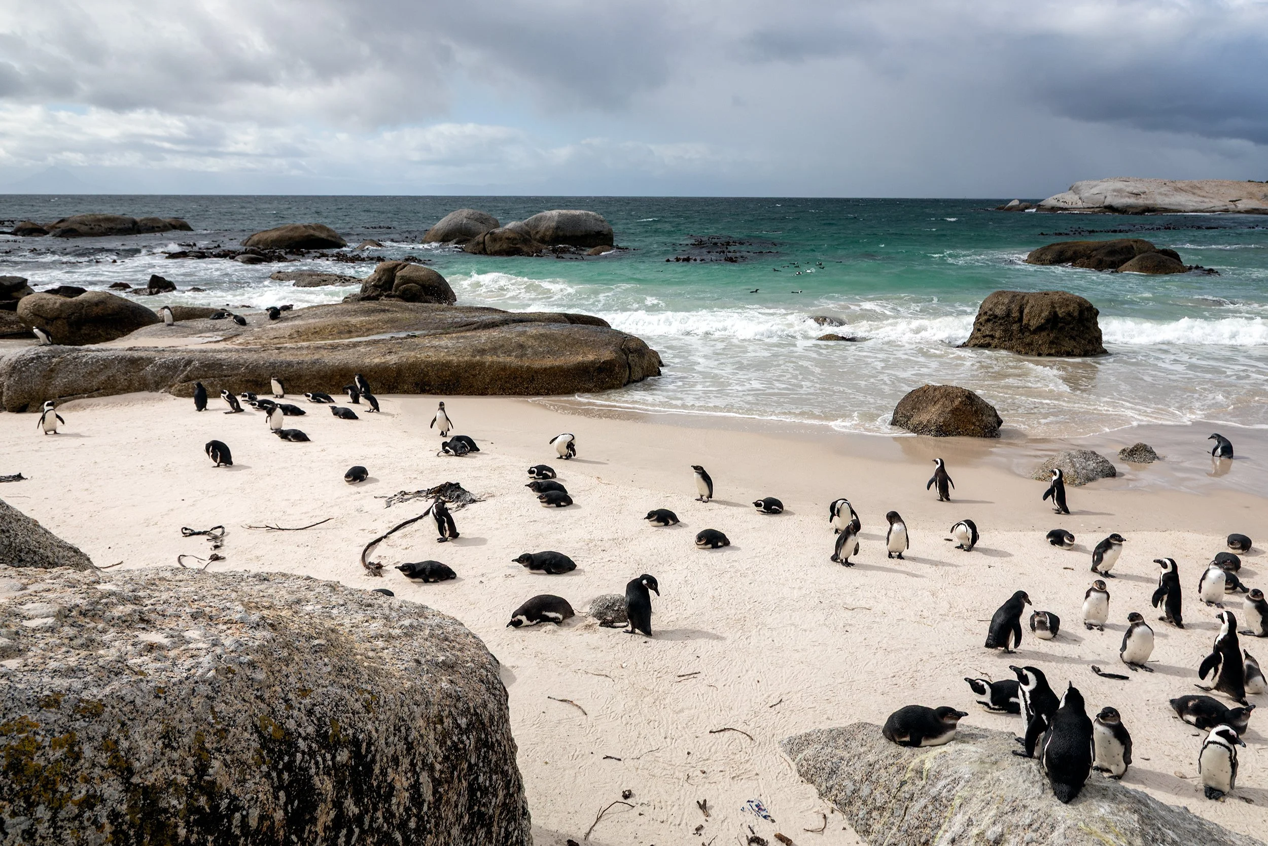 African Penguins (Spheniscus demersus) gathered along a rocky beach on the South African coast.