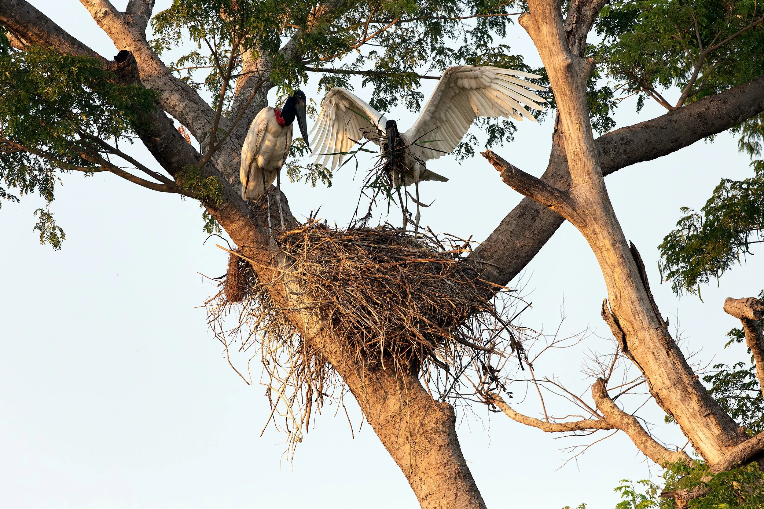 Jabirus (Jabiru mycteria) at their nest high in a tree, with one adult spreading its wings in the Brazilian Pantanal.
