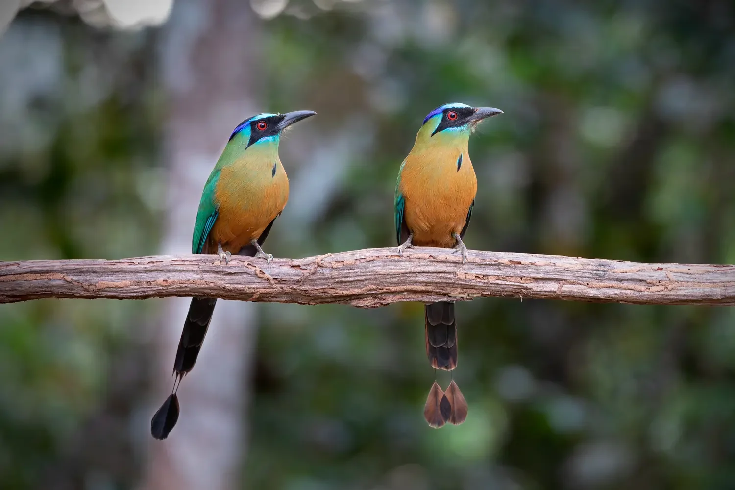 Two motmots perched together on a branch in the Brazilian Cerrado.