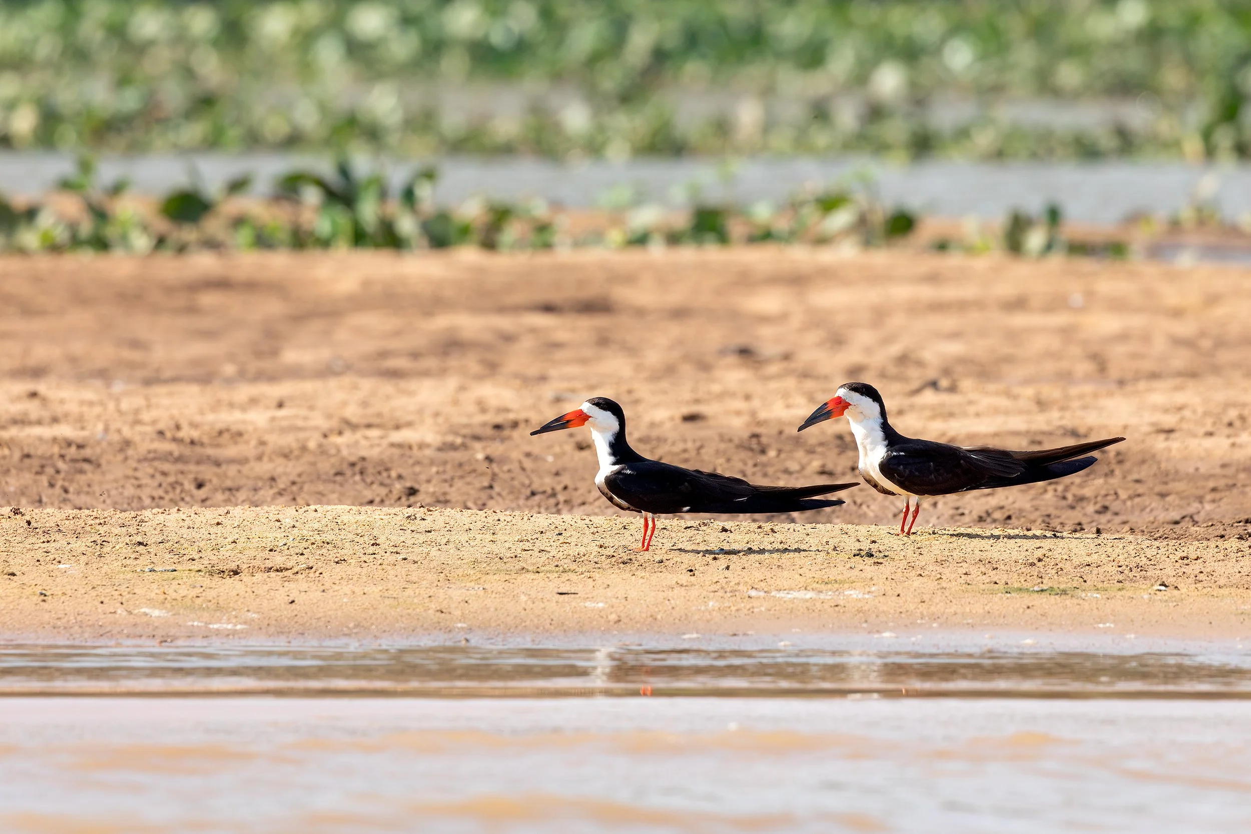 Two Black Skimmers (Rynchops niger) resting on a sandy riverbank in the Brazilian Pantanal.