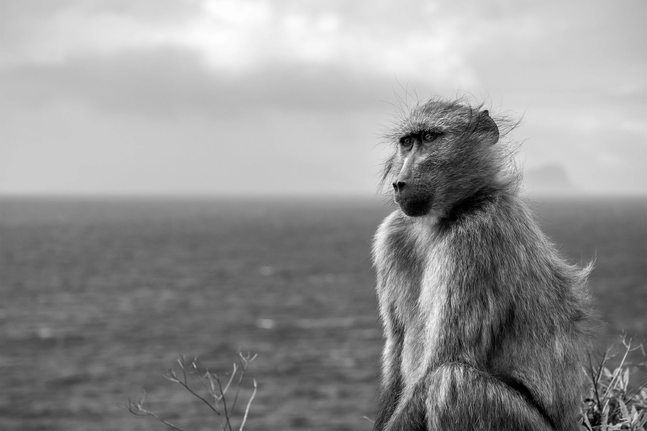 Chacma Baboon (Papio ursinus) overlooking the coastal landscape of South Africa.