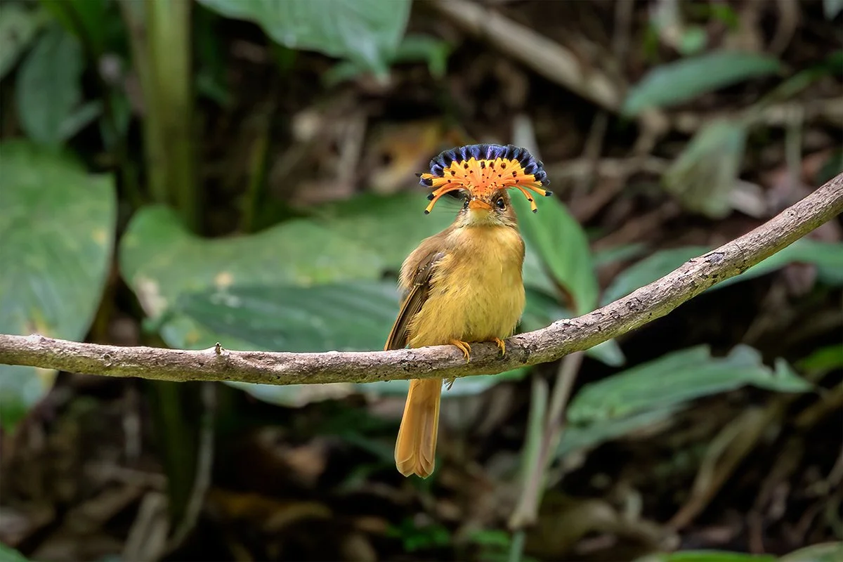 Atlantic royal flycatcher displaying its crest in the Atlantic Forest.