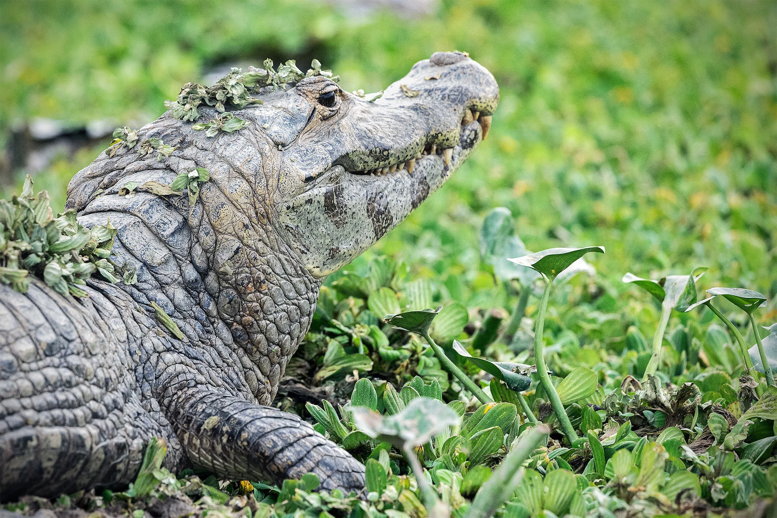 Yacare Caiman (Caiman yacare) resting among aquatic vegetation in the Brazilian Pantanal wetlands.