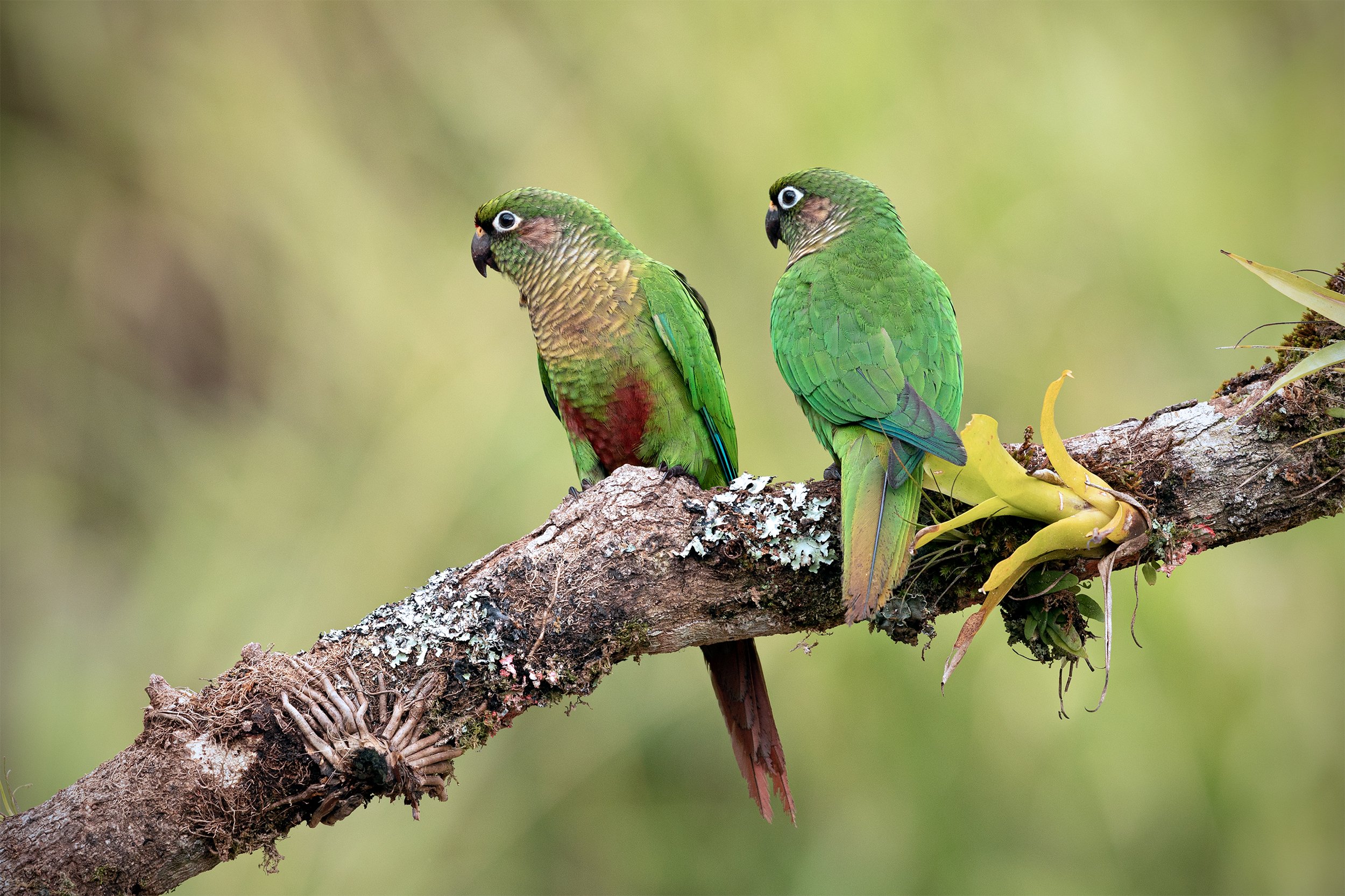 Two Maroon-bellied Parakeets (Pyrrhura frontalis) perched together on a branch with epiphytic vegetation in the Brazilian Atlantic Forest.