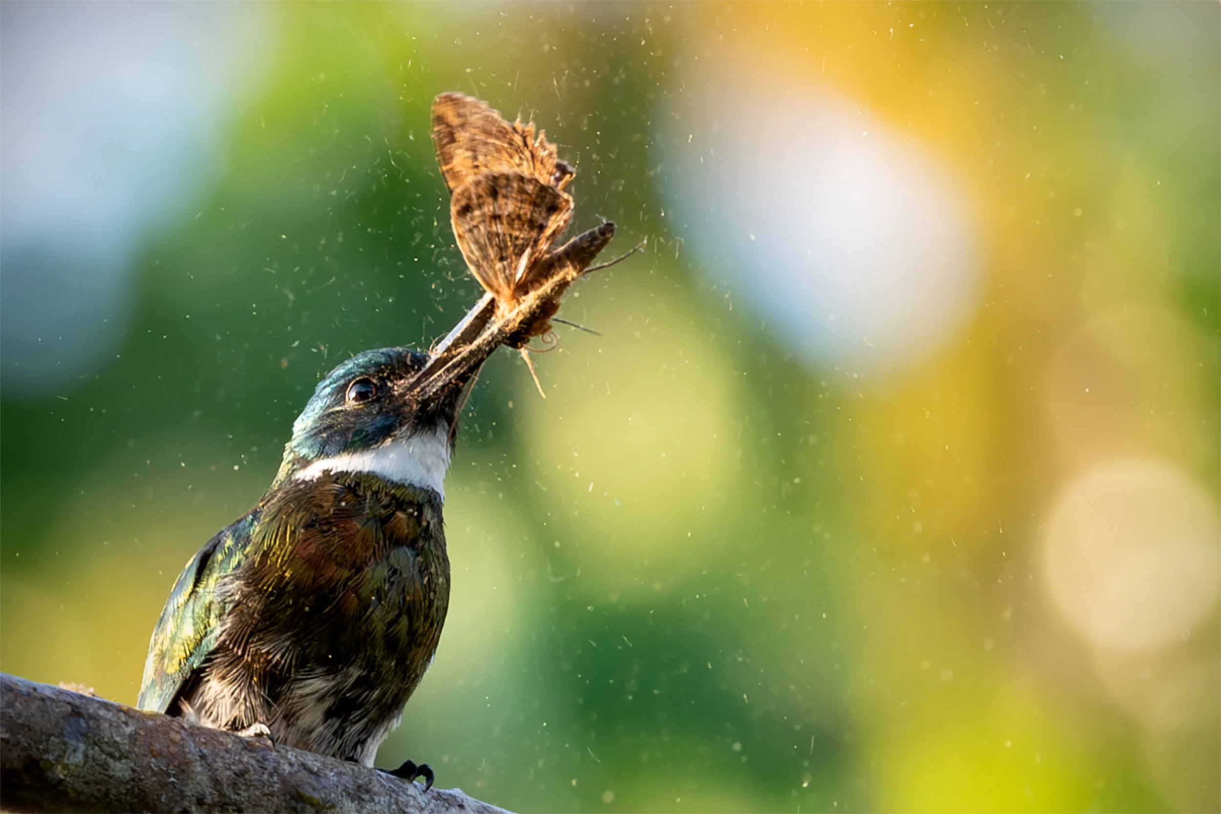 Rufous-tailed Jacamar (Galbula ruficauda) holding a captured insect in the Brazilian Amazon rainforest.