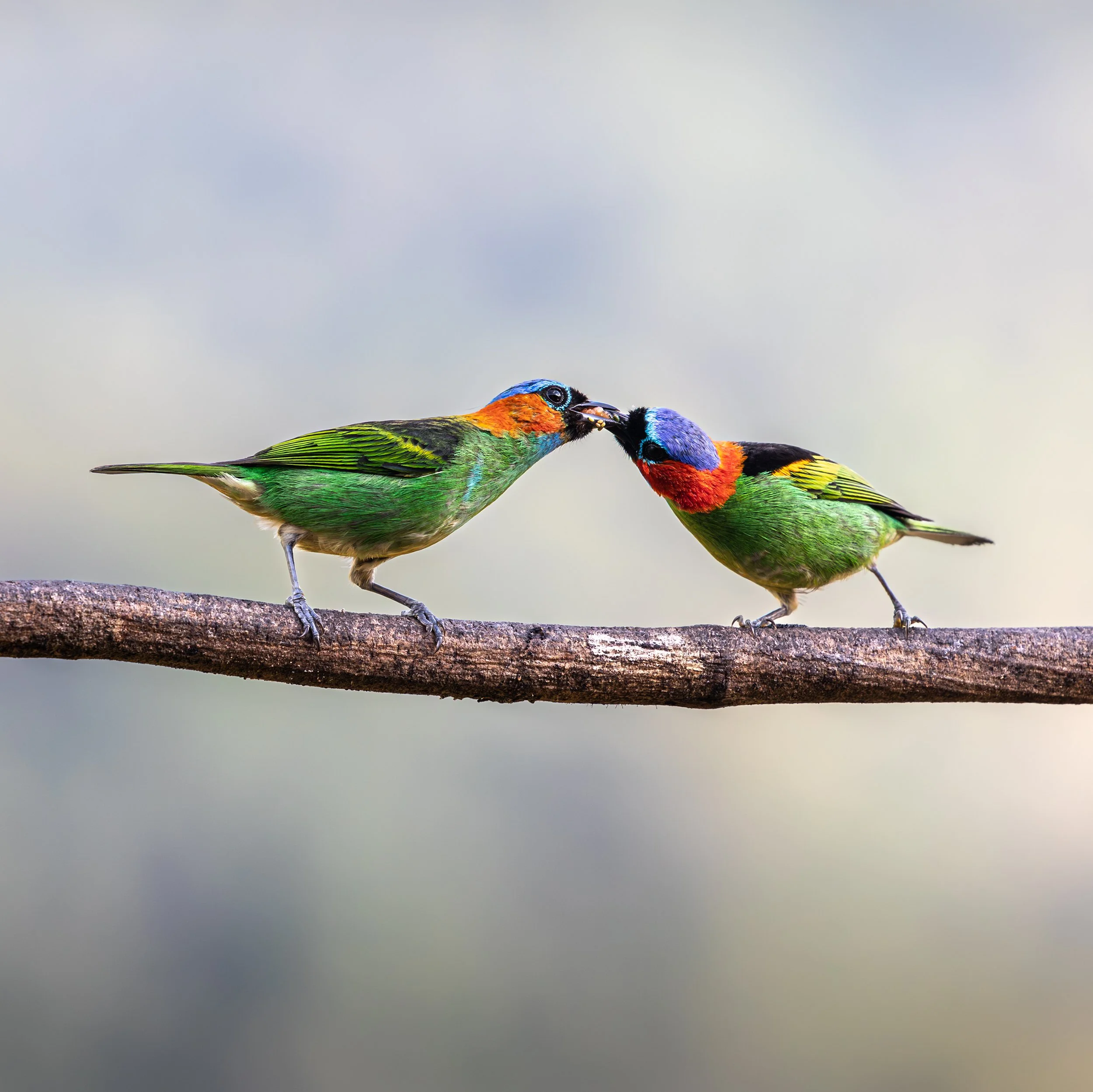 Two red-necked tanagers perched on a branch, one feeding the other, in the Atlantic Forest at Legado das Águas, São Paulo.