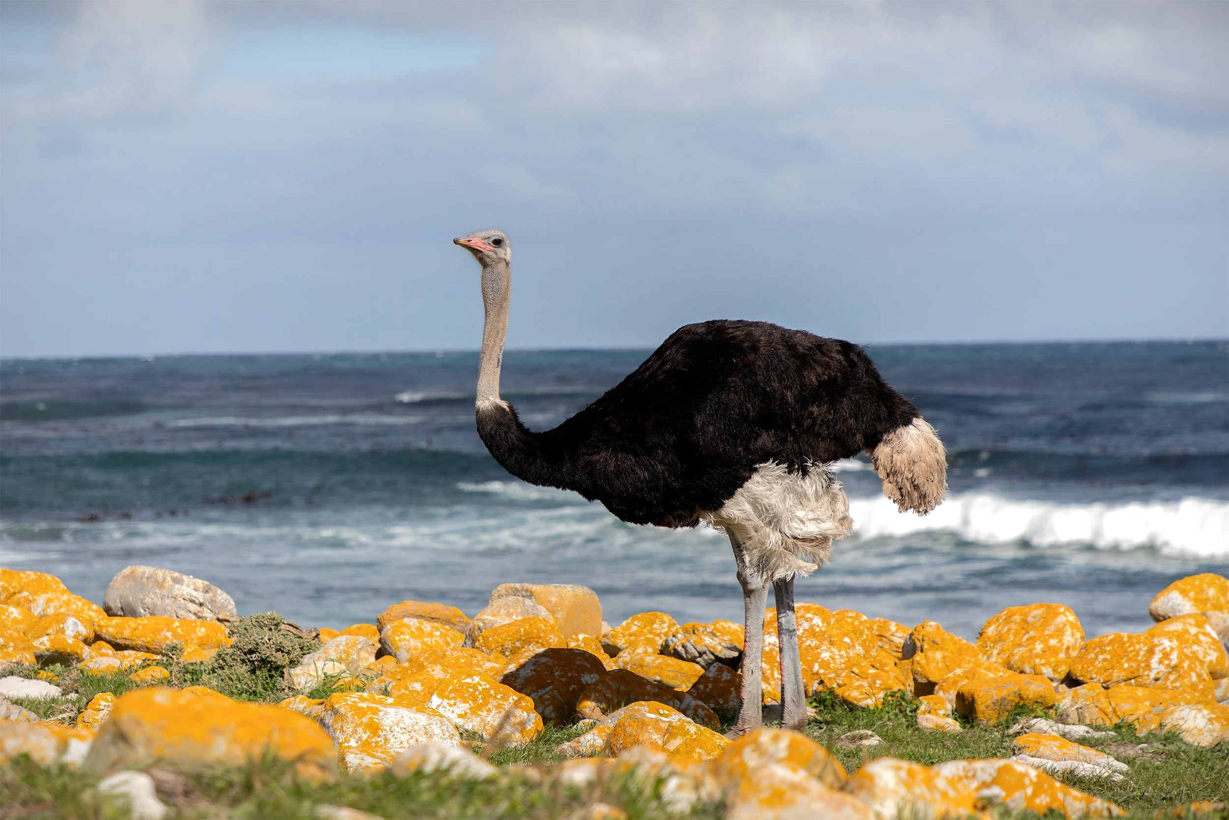Common Ostrich (Struthio camelus) standing among coastal rocks beside the Atlantic Ocean in South Africa.