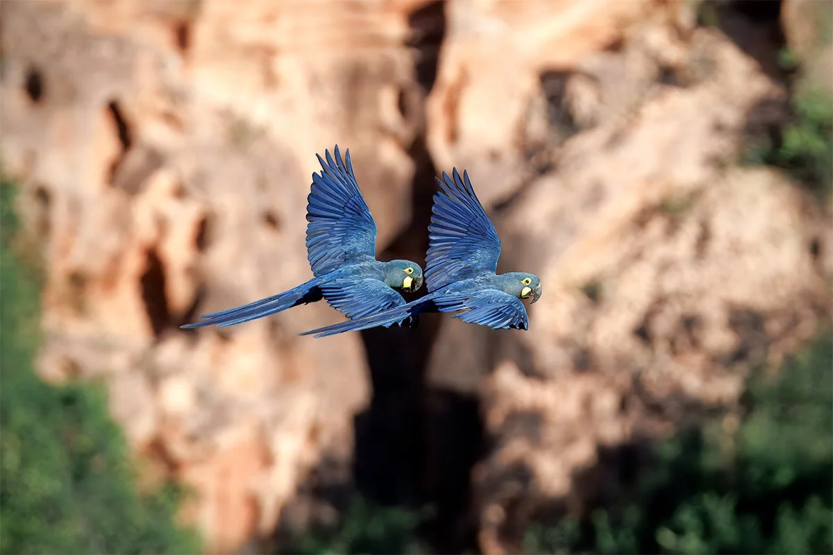 Two Lear's macaws flying through their rocky Caatinga habitat.