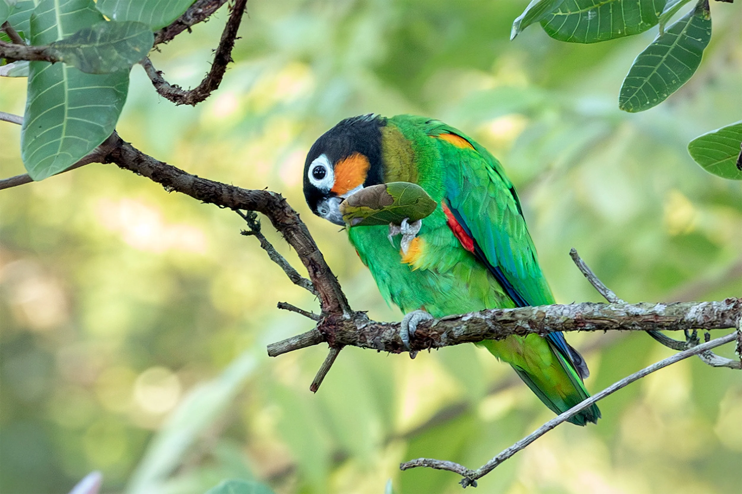 Orange-cheeked Parrot (Pyrilia barrabandi) feeding among branches and foliage in the Brazilian Amazon.