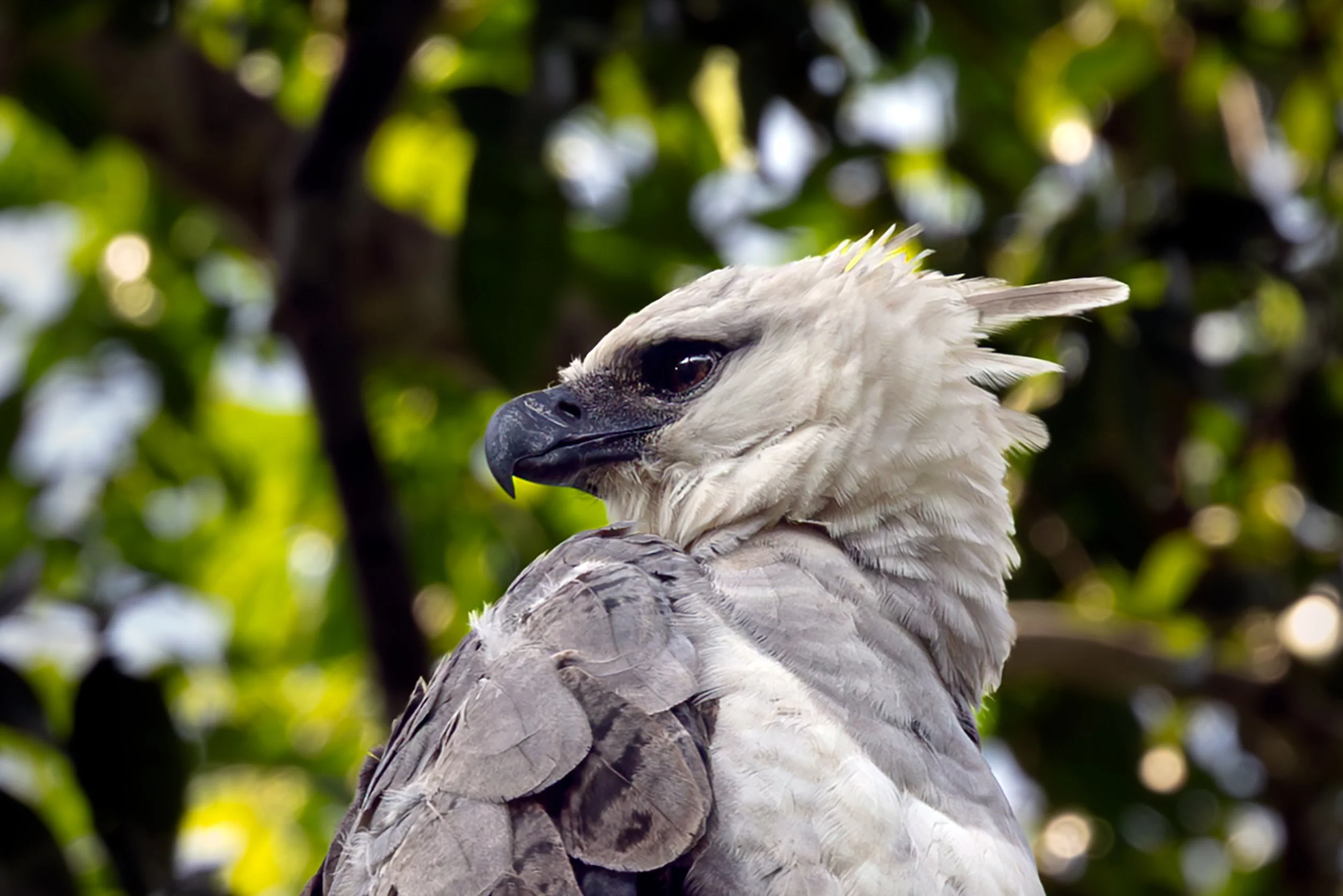 Harpy eagle perched in the Amazon rainforest.