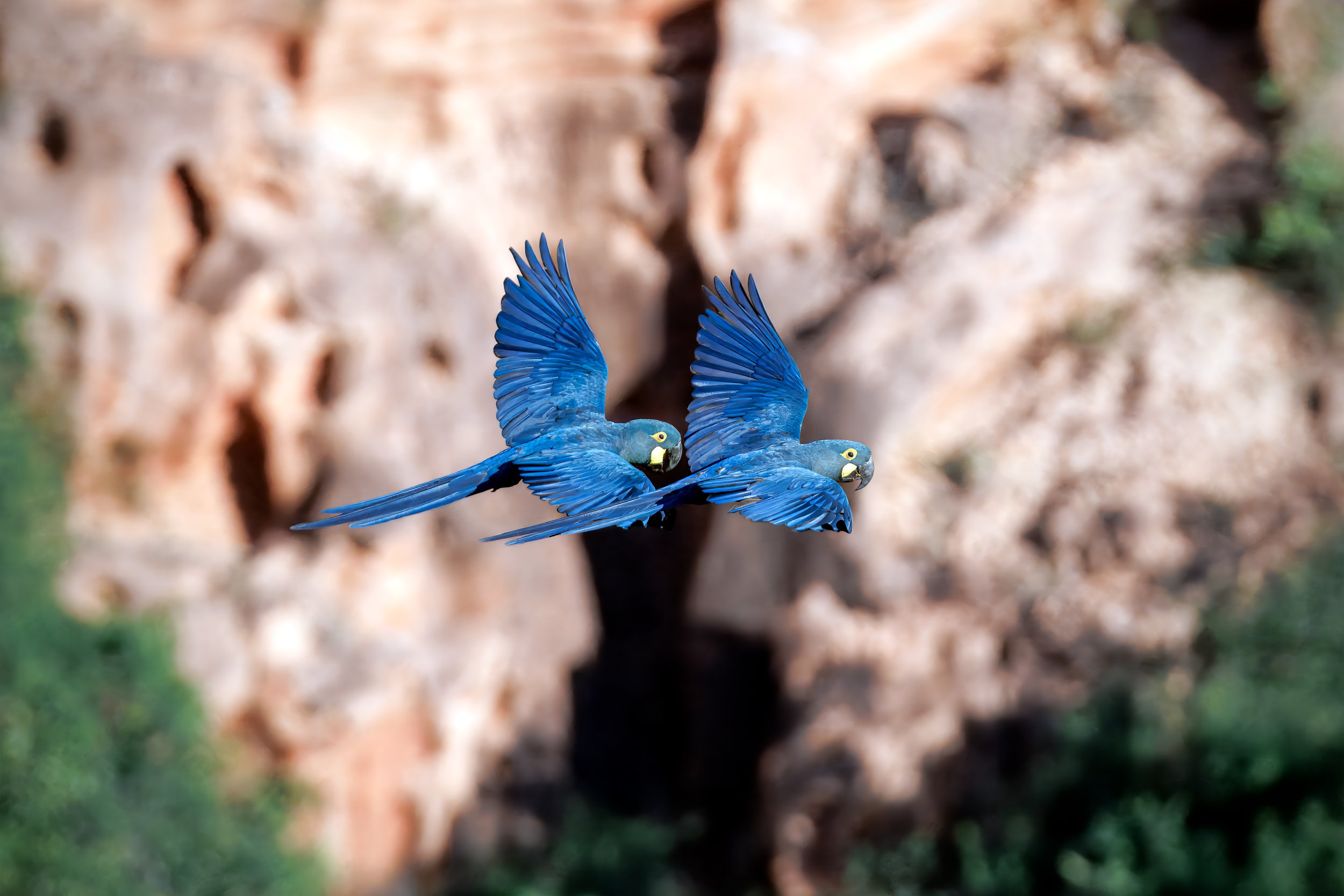 Lear's Macaws (Anodorhynchus leari) flying past rocky cliffs in Brazil's Caatinga.