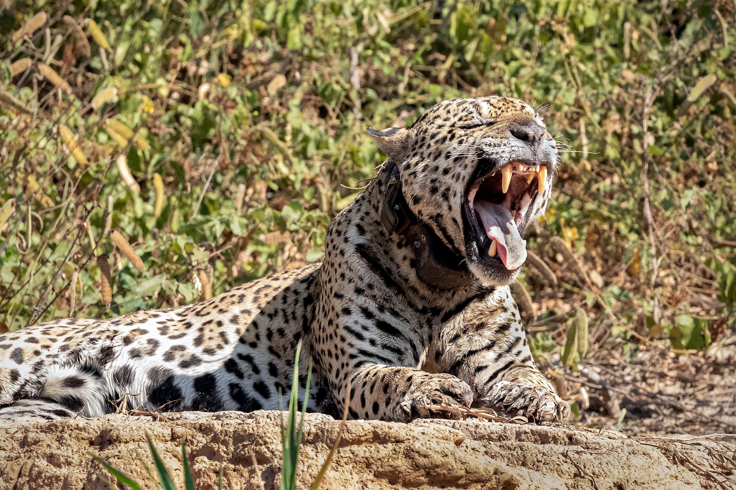 Ousado