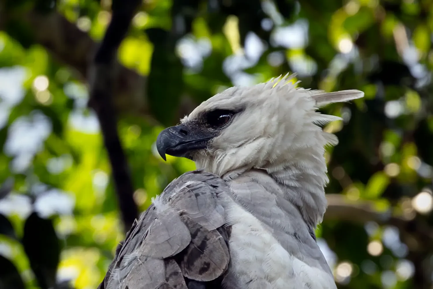 Harpy Eagle (Harpia harpyja) surrounded by tropical forest vegetation in the Brazilian Amazon.