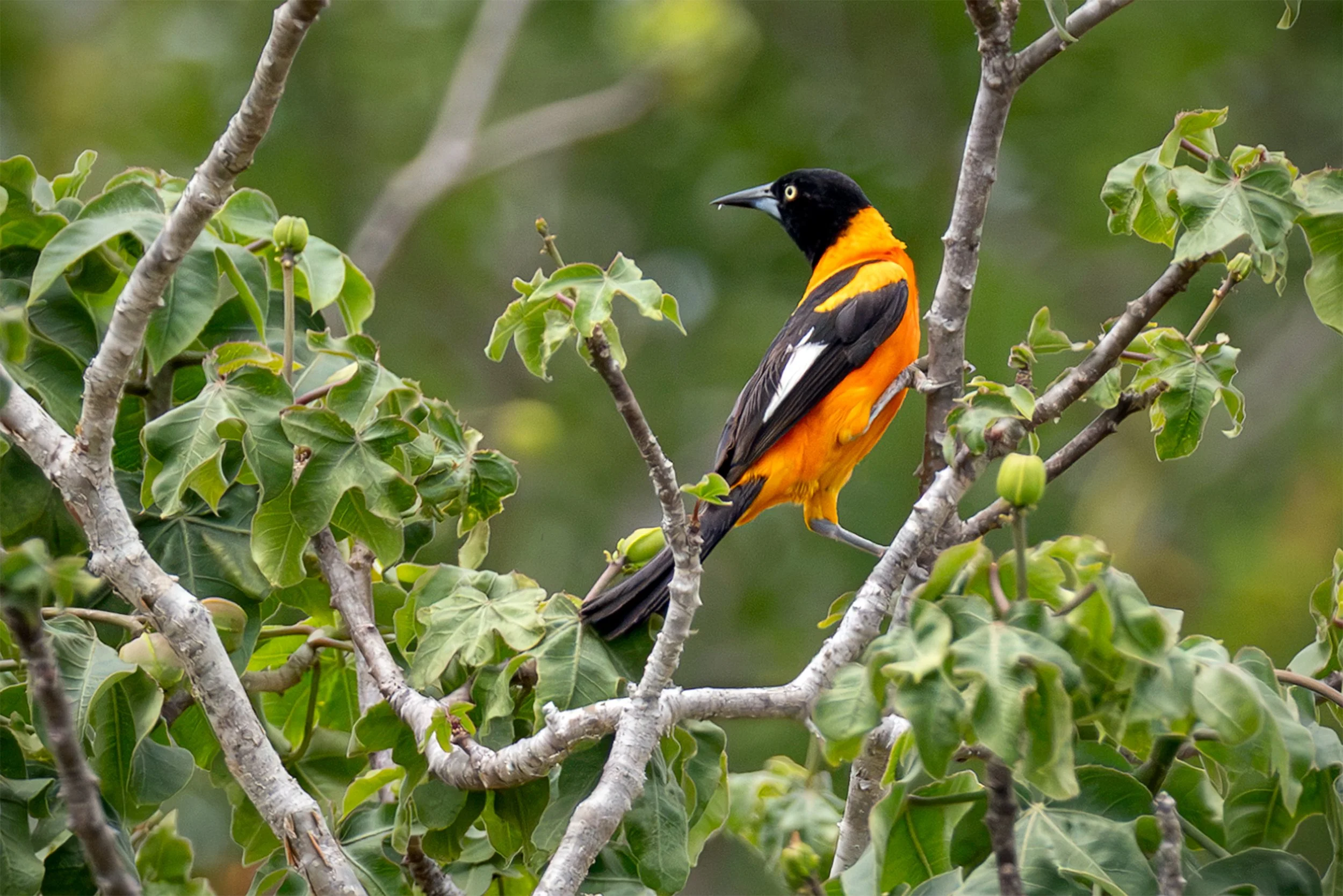 Campo Troupial (Icterus jamacaii) perched among native vegetation in the Brazilian Caatinga near Canudos, Bahia.
