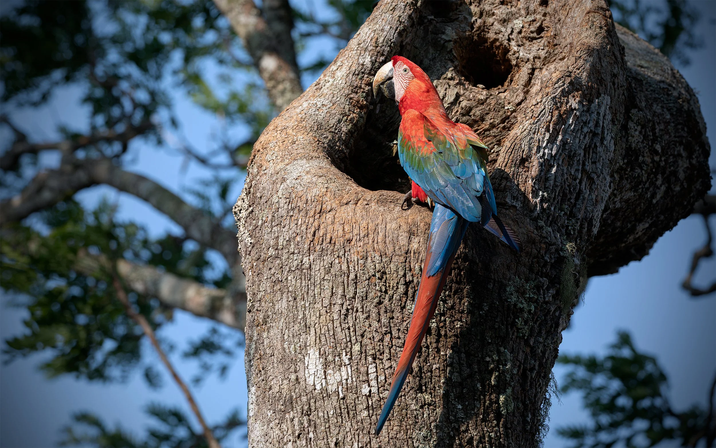 Red macaw perched at a natural tree cavity in the Brazilian Cerrado, showing the close relationship between wildlife and mature native trees.