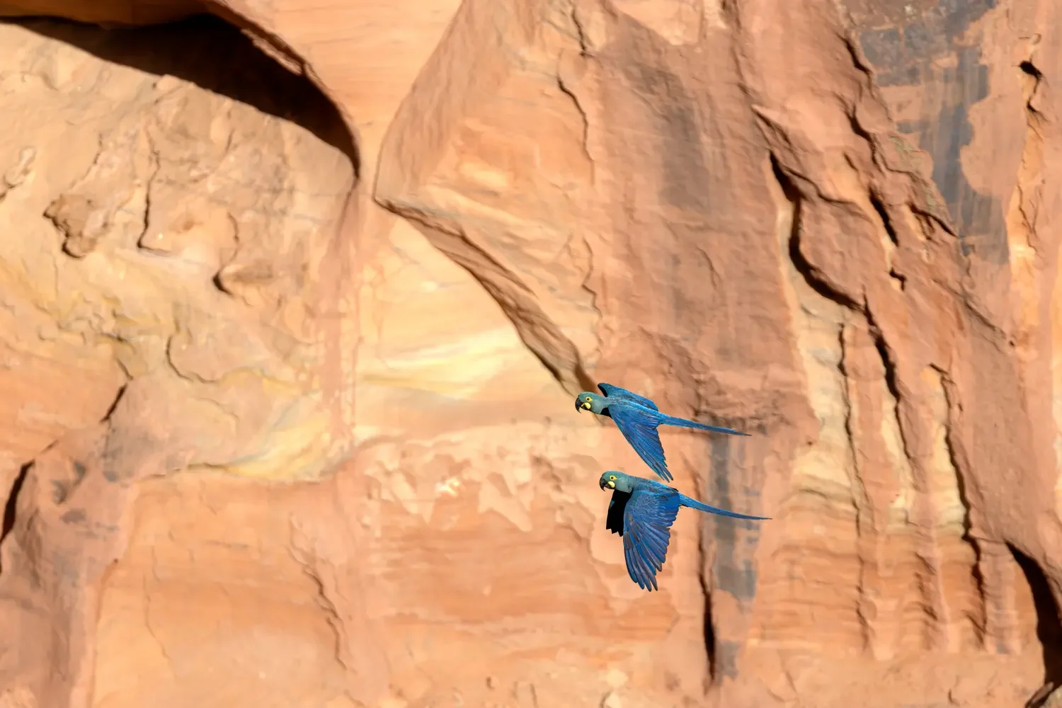 Two Lear's Macaws (Anodorhynchus leari) flying across a vast sandstone cliff in the Brazilian Caatinga near Canudos, Bahia.