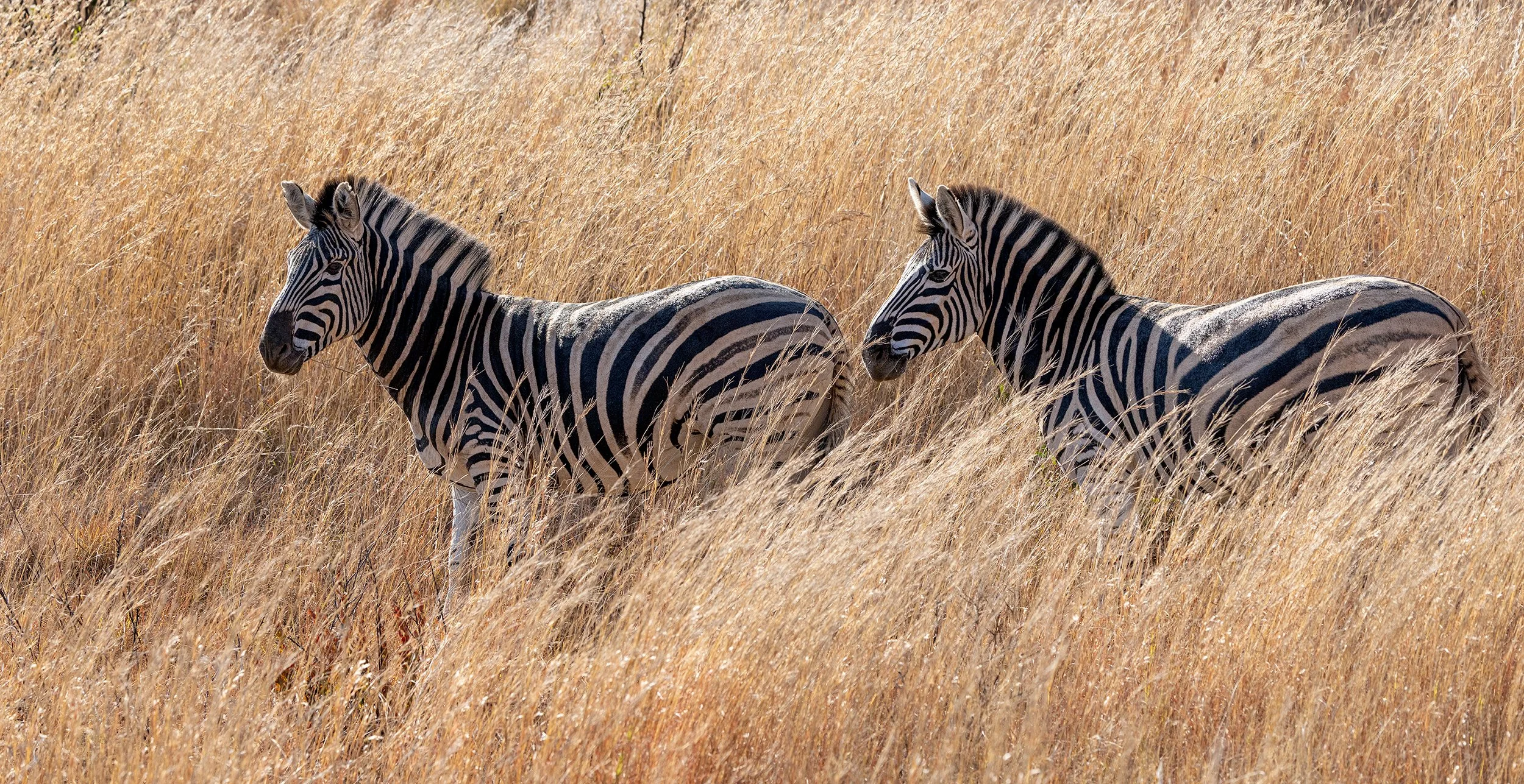 Plains Zebras (Equus quagga) standing together among tall dry grass in the South African savanna.
