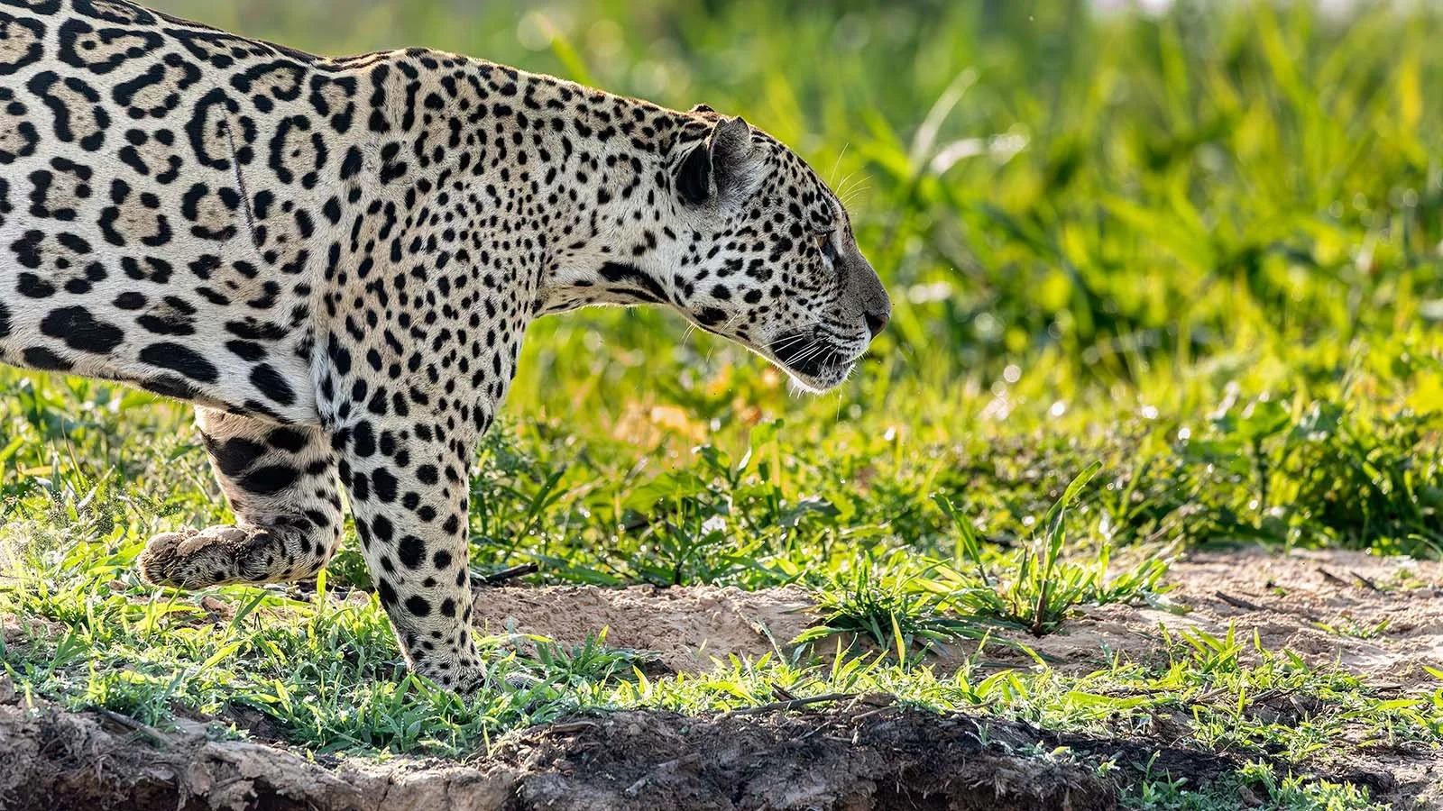 Jaguar walking along the riverbank near Porto Jofre on the São Lourenço River in the Brazilian Pantanal at first light.