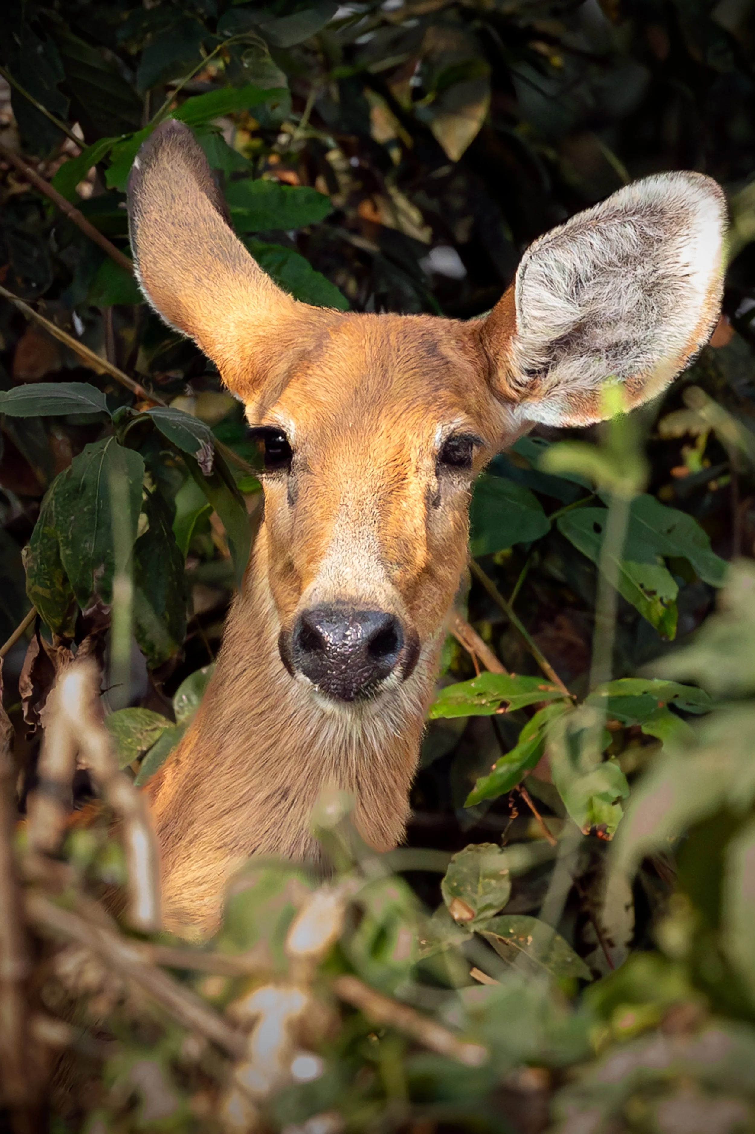 Marsh deer among riverside vegetation along the São Lourenço River in the Pantanal, Brazil.