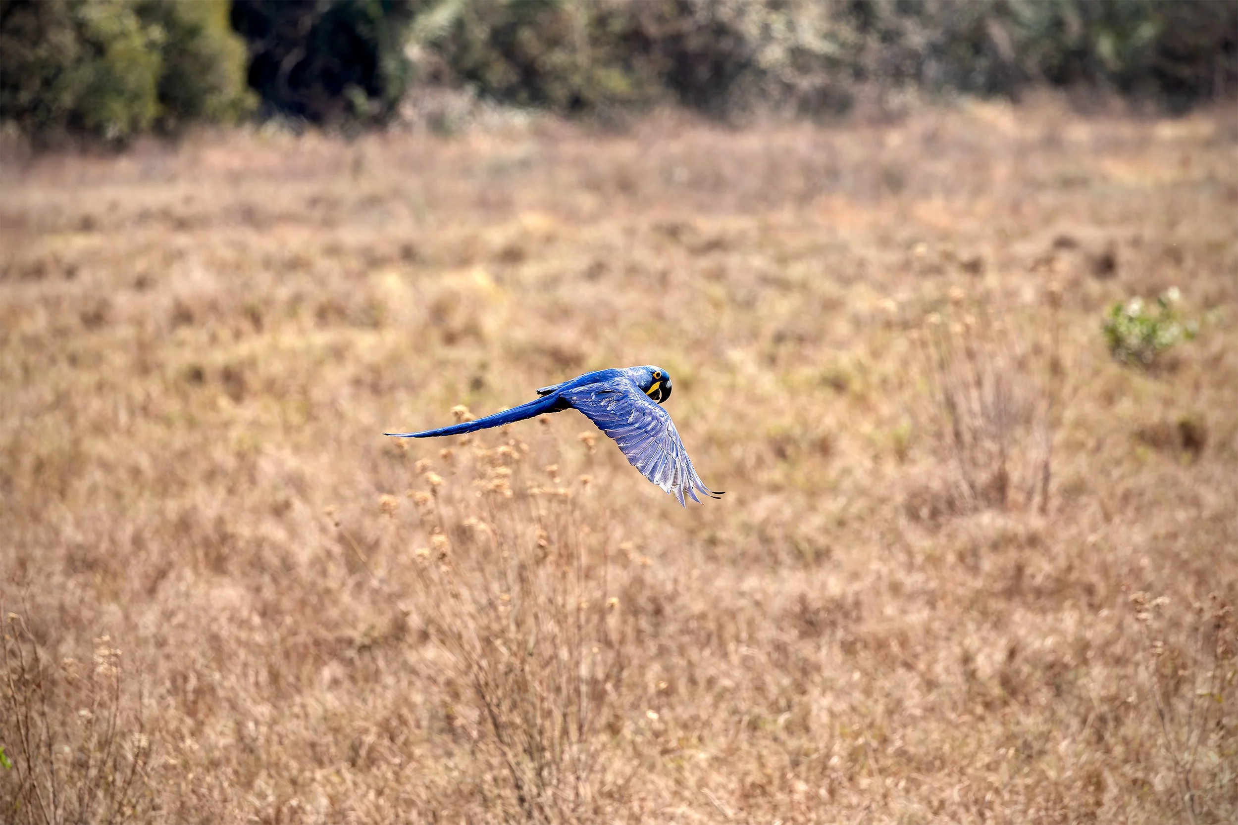 Hyacinth Macaw (Anodorhynchus hyacinthinus) flying over the open landscape of the Brazilian Pantanal.